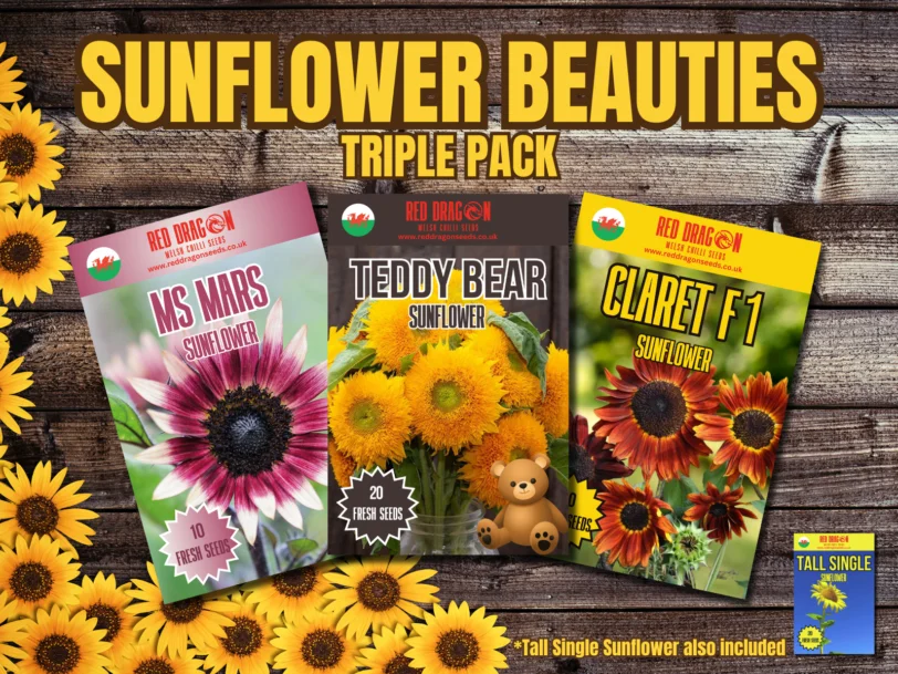 Sunflower Beauties - Triple Pack