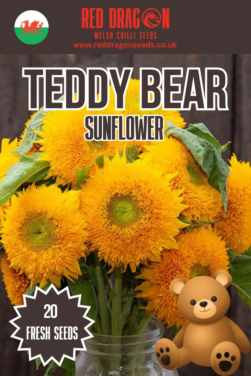 Sunflower Beauties - Triple Pack - Image 4