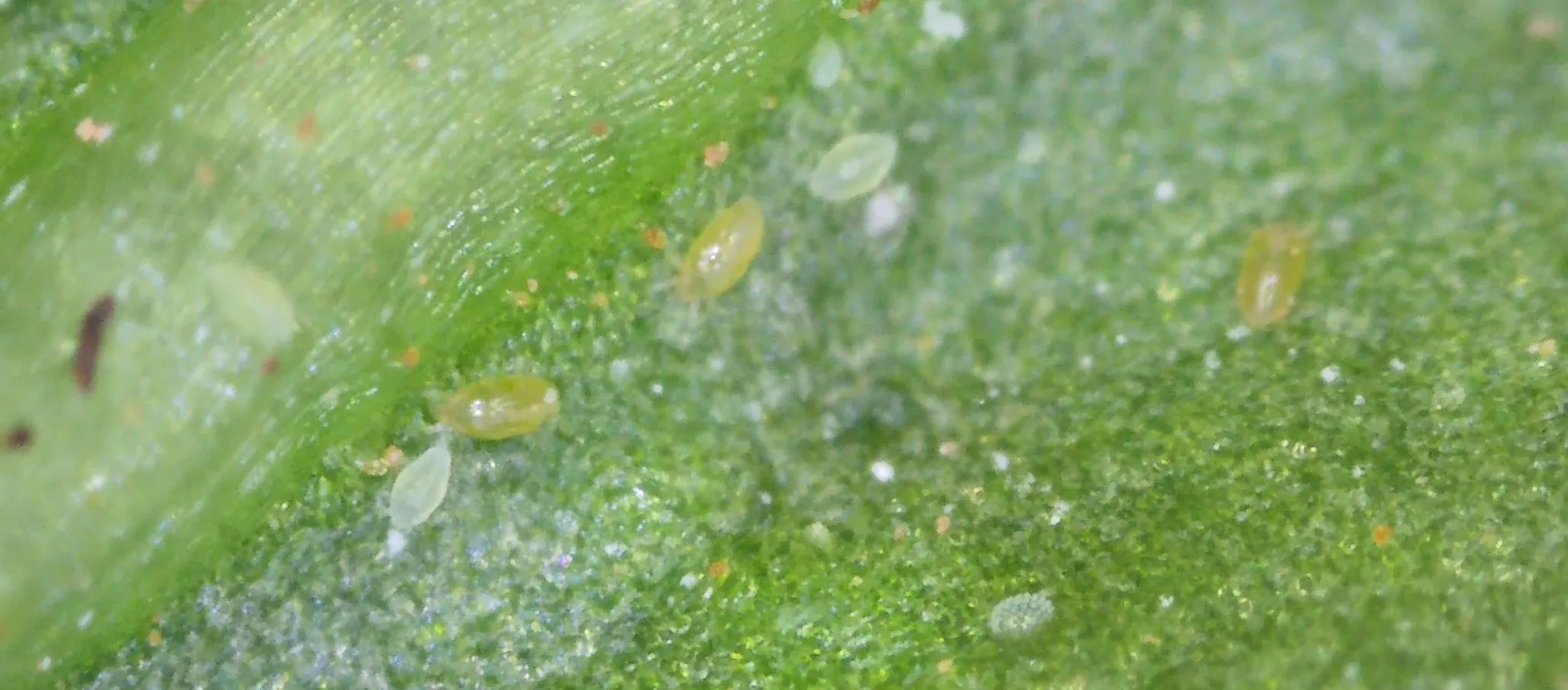 Broad Mites on Pepper Chilli Leaves