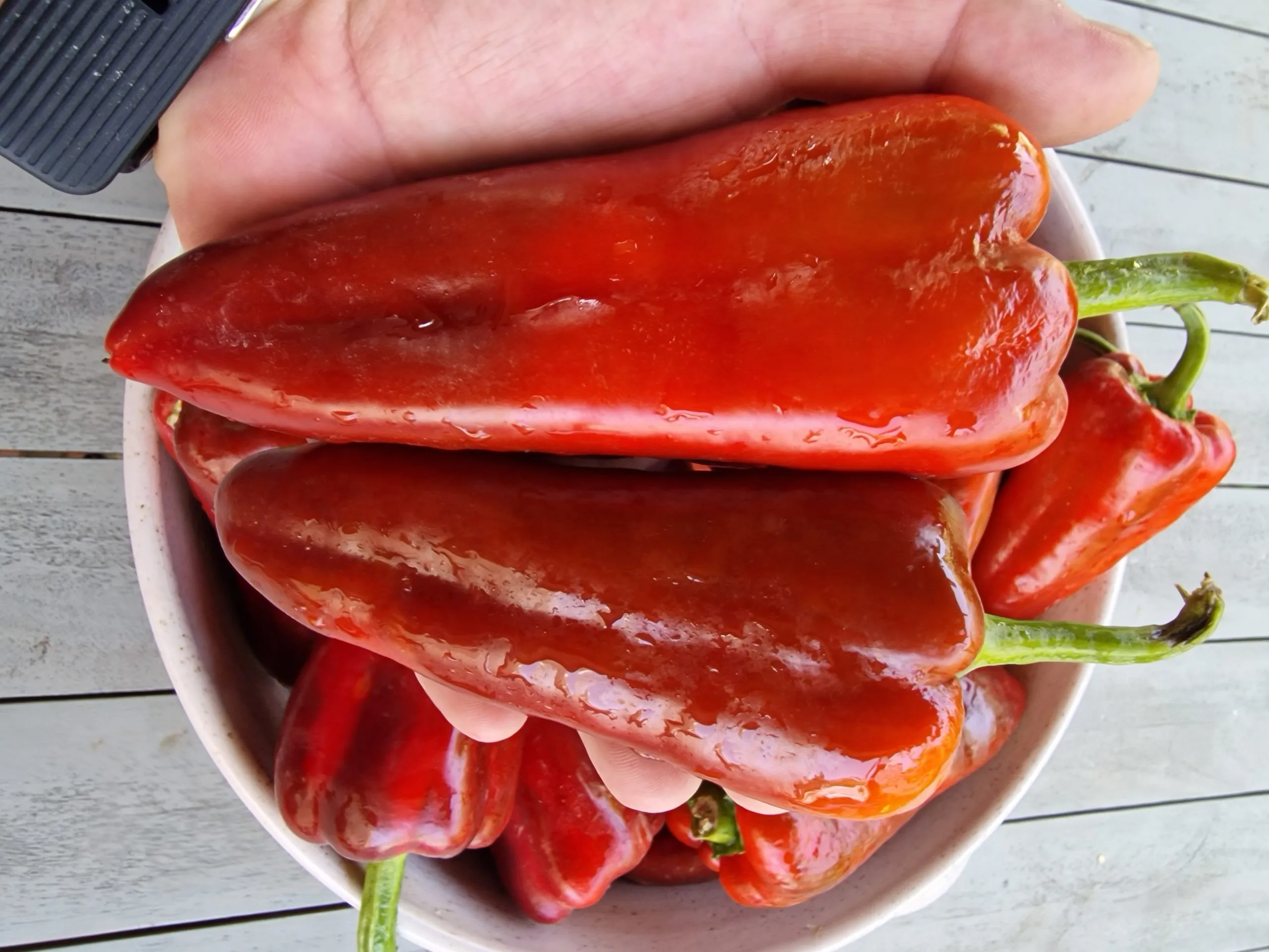 Dulce De Espana Sweet Pepper Seeds - Image 3