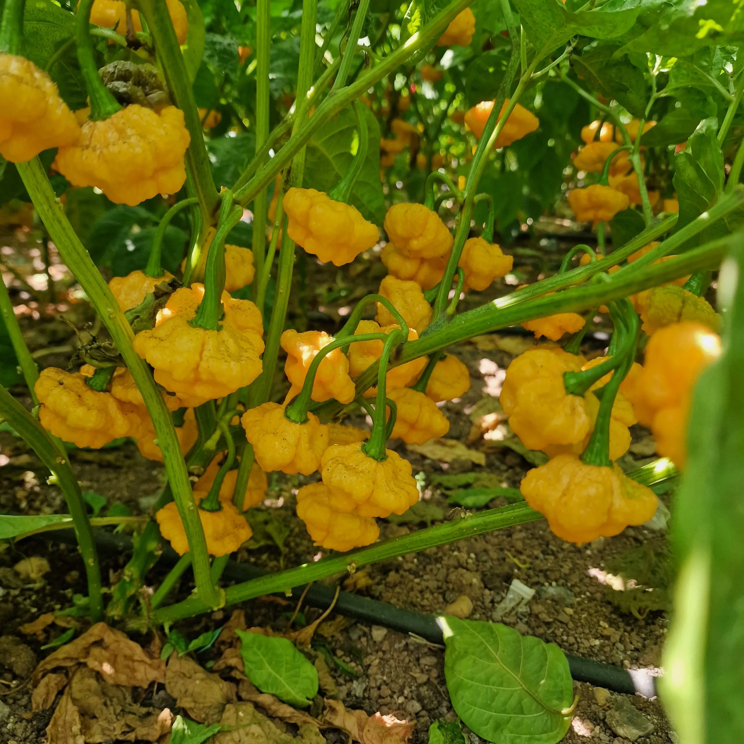 Super Hot Chilli Seed Variety Pack V2 - Image 5