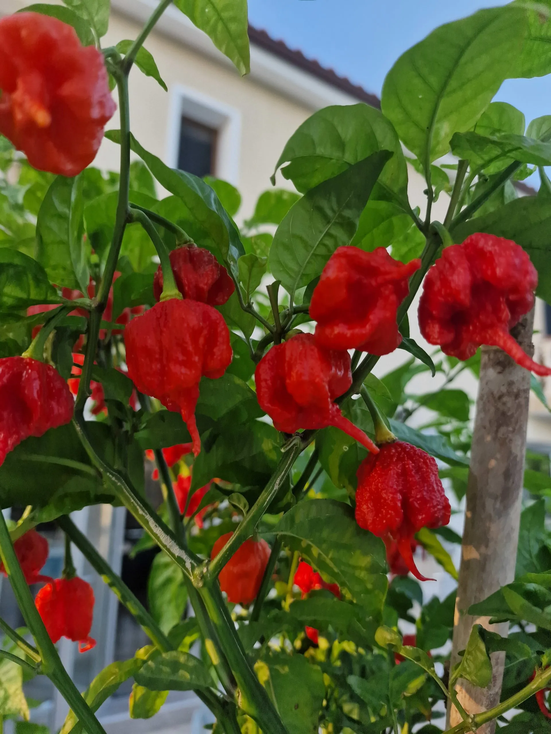 Super Hot Chilli Seed Variety Pack V2 - Image 7