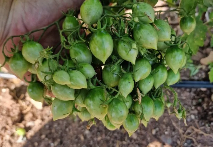 Barry's Crazy Cherry Tomato Seeds