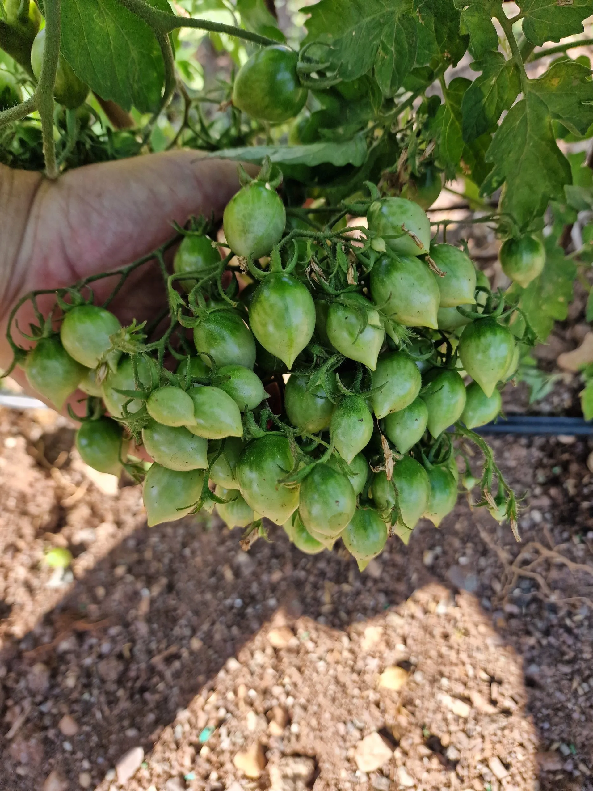 Barry's Crazy Cherry Tomato Seeds