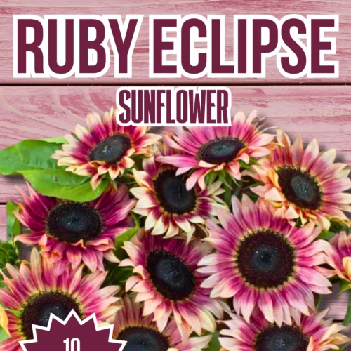 Ruby Eclipse Sunflower Seeds
