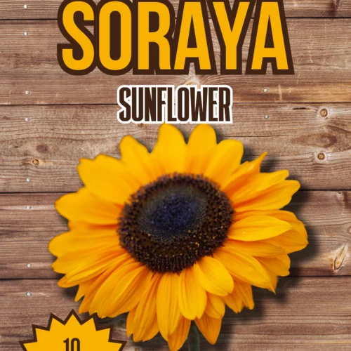 Soraya Sunflower Seeds