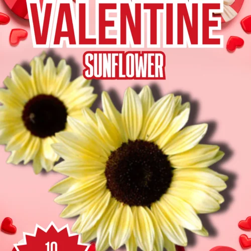 Valentine Sunflower Seeds