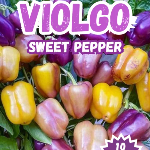 Violgo Sweet Pepper Seeds