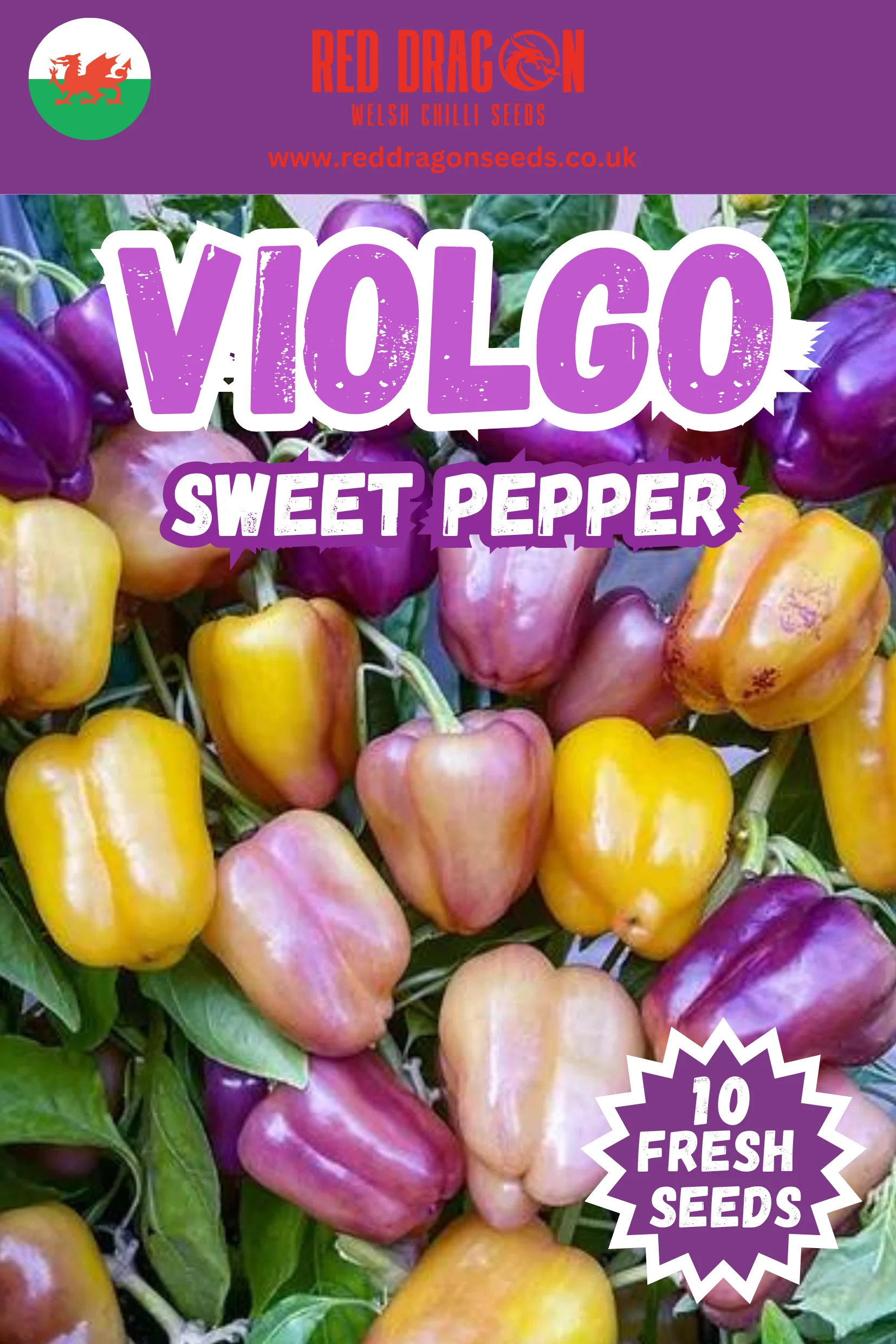 Violgo Sweet Pepper Seeds