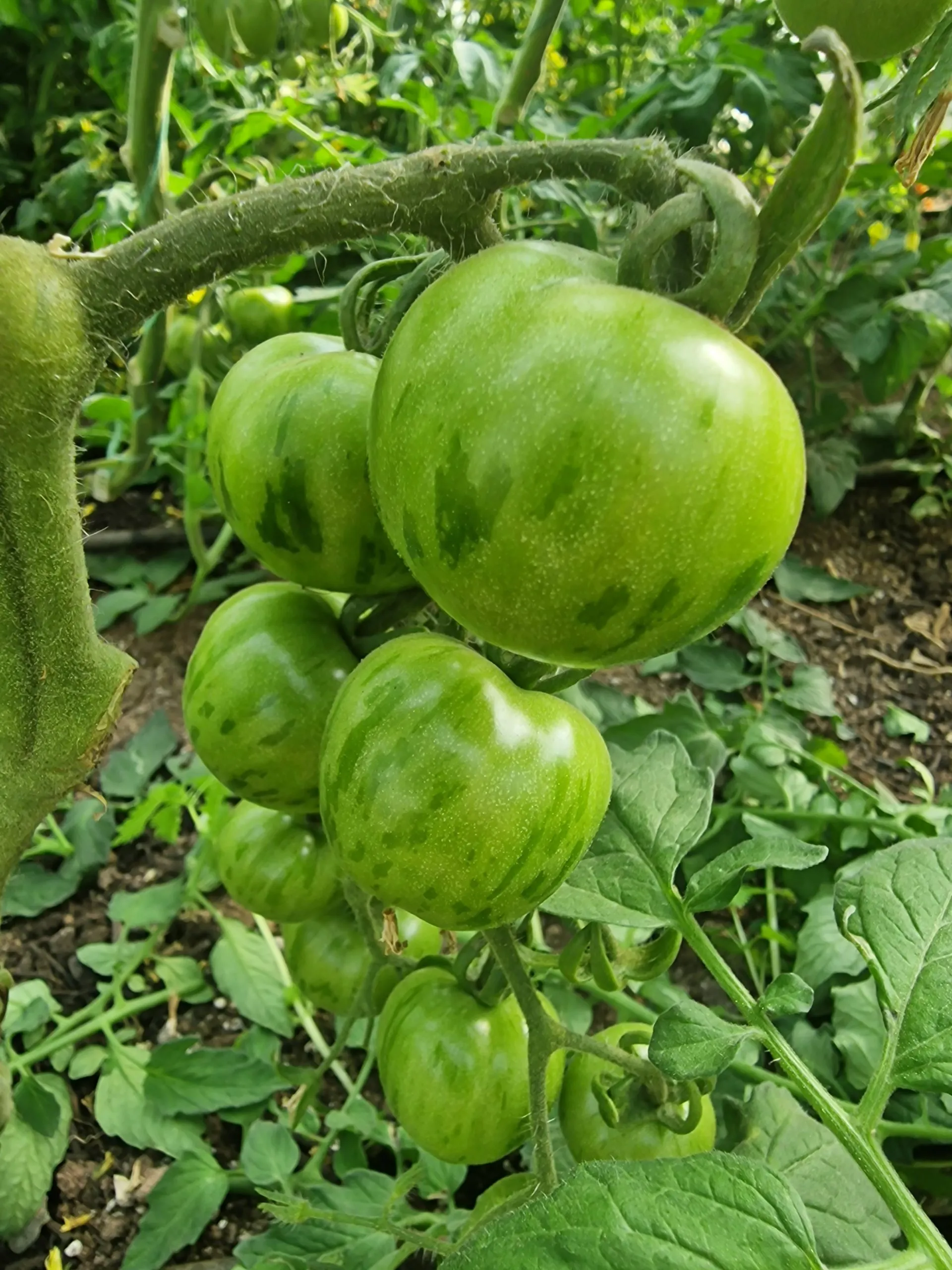 Tigerella Tomato Seeds - Image 5