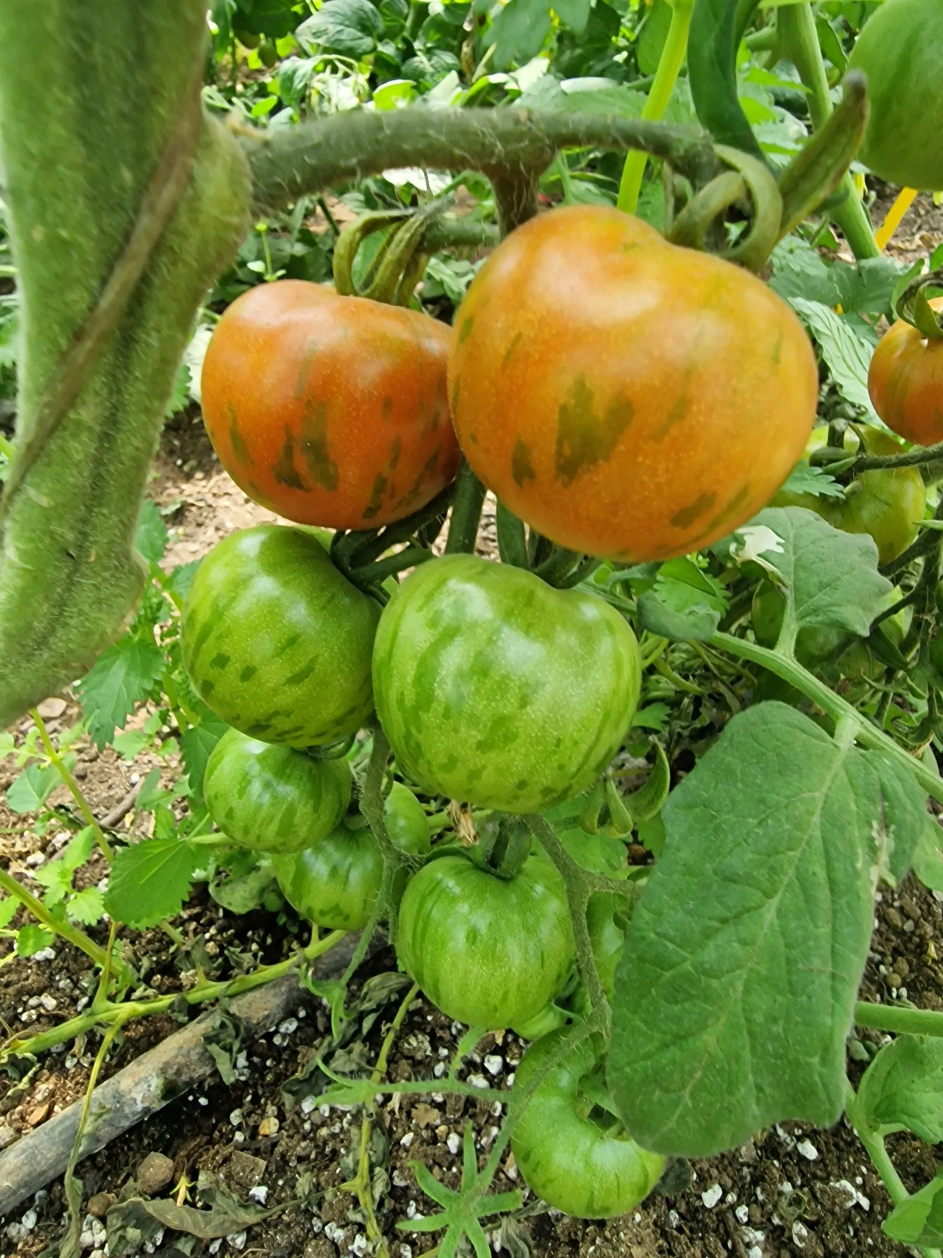Tigerella Tomato Seeds - Image 3