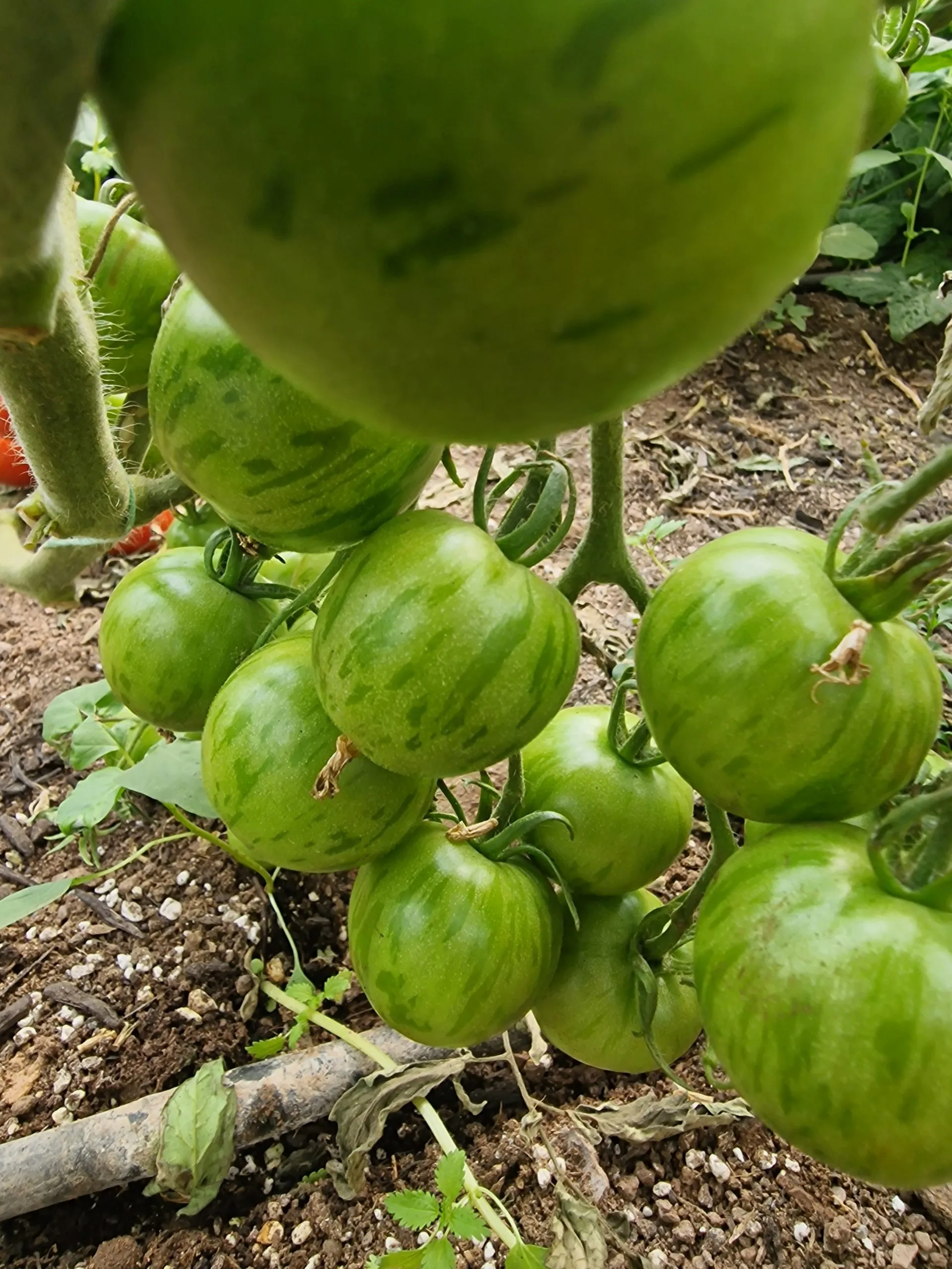 Tigerella Tomato Seeds - Image 6
