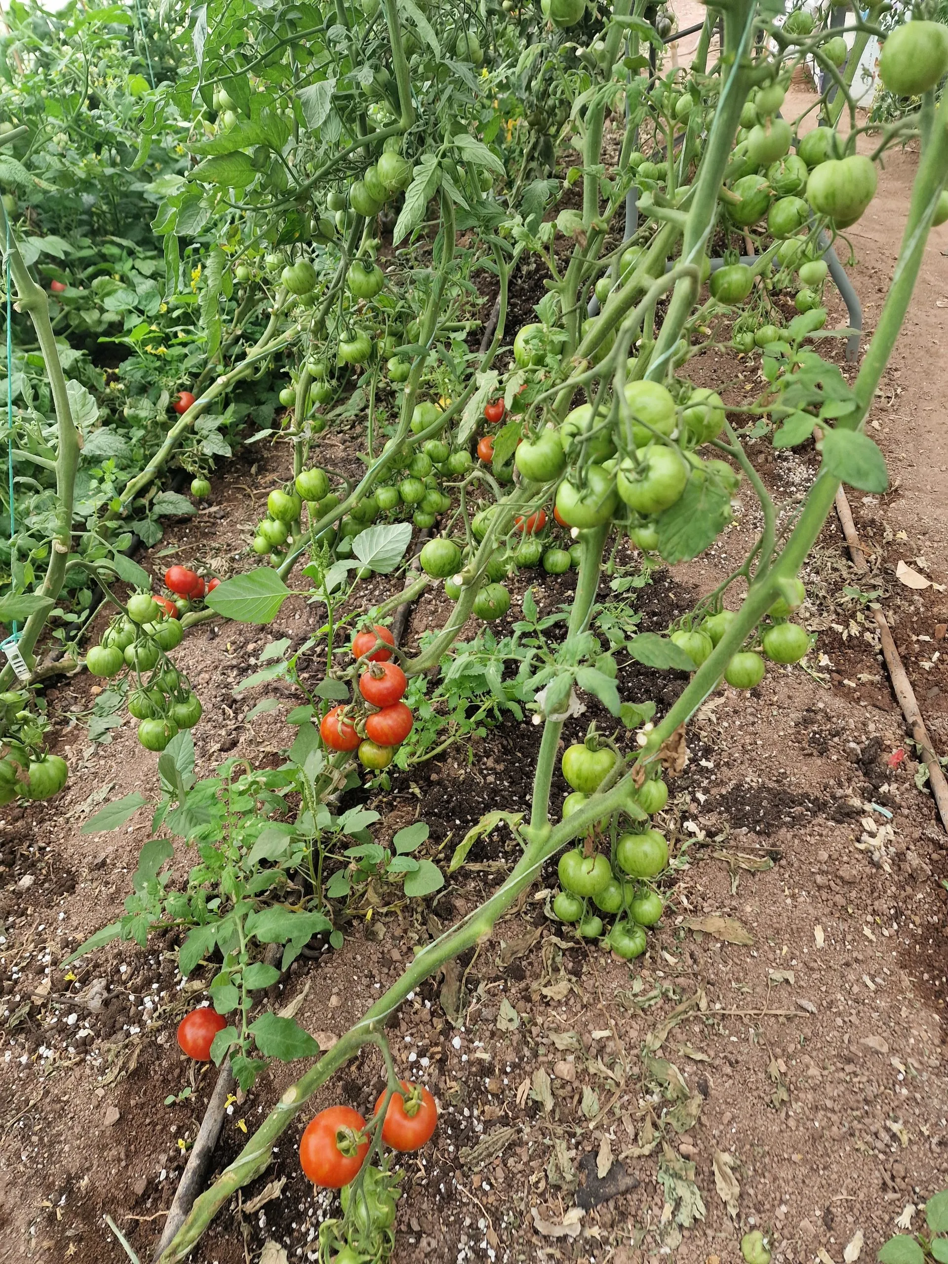Tigerella Tomato Seeds - Image 4