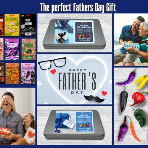 Father's Day Chilli Seed Gift Set - Father’s Day Gifts