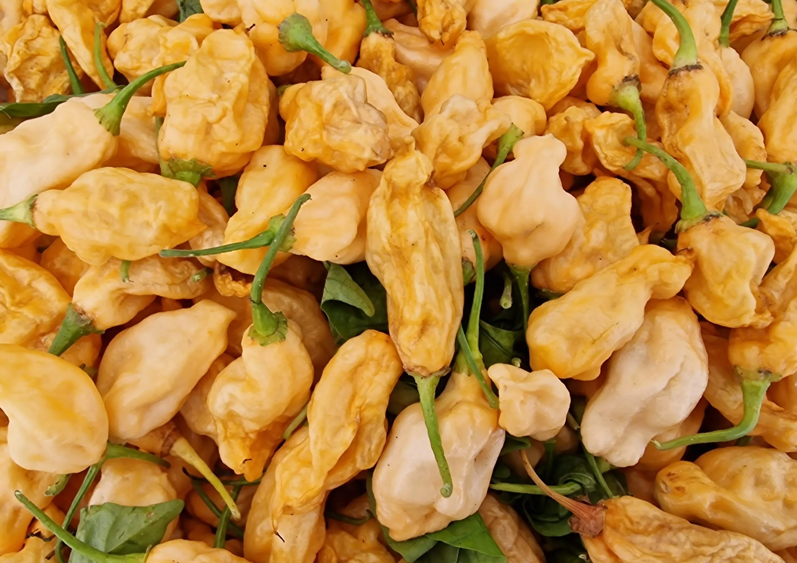 Tomato Quadruple Pack - Indigo Pear Drop, Money Maker, Red Cherry, and Brad's Atomic Grape - Image 4