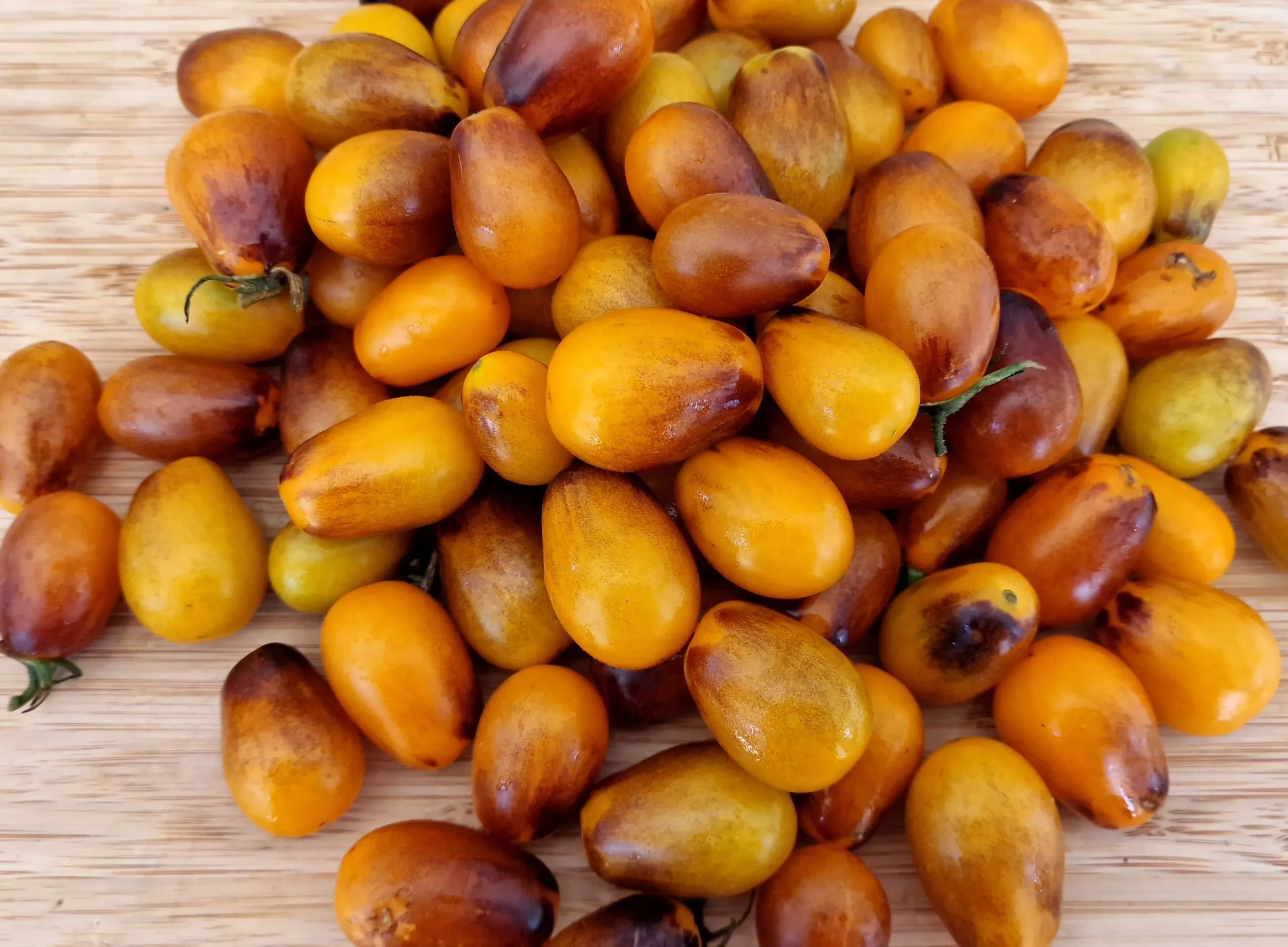 Tomato Quadruple Pack - Indigo Pear Drop, Money Maker, Red Cherry, and Brad's Atomic Grape - Image 7