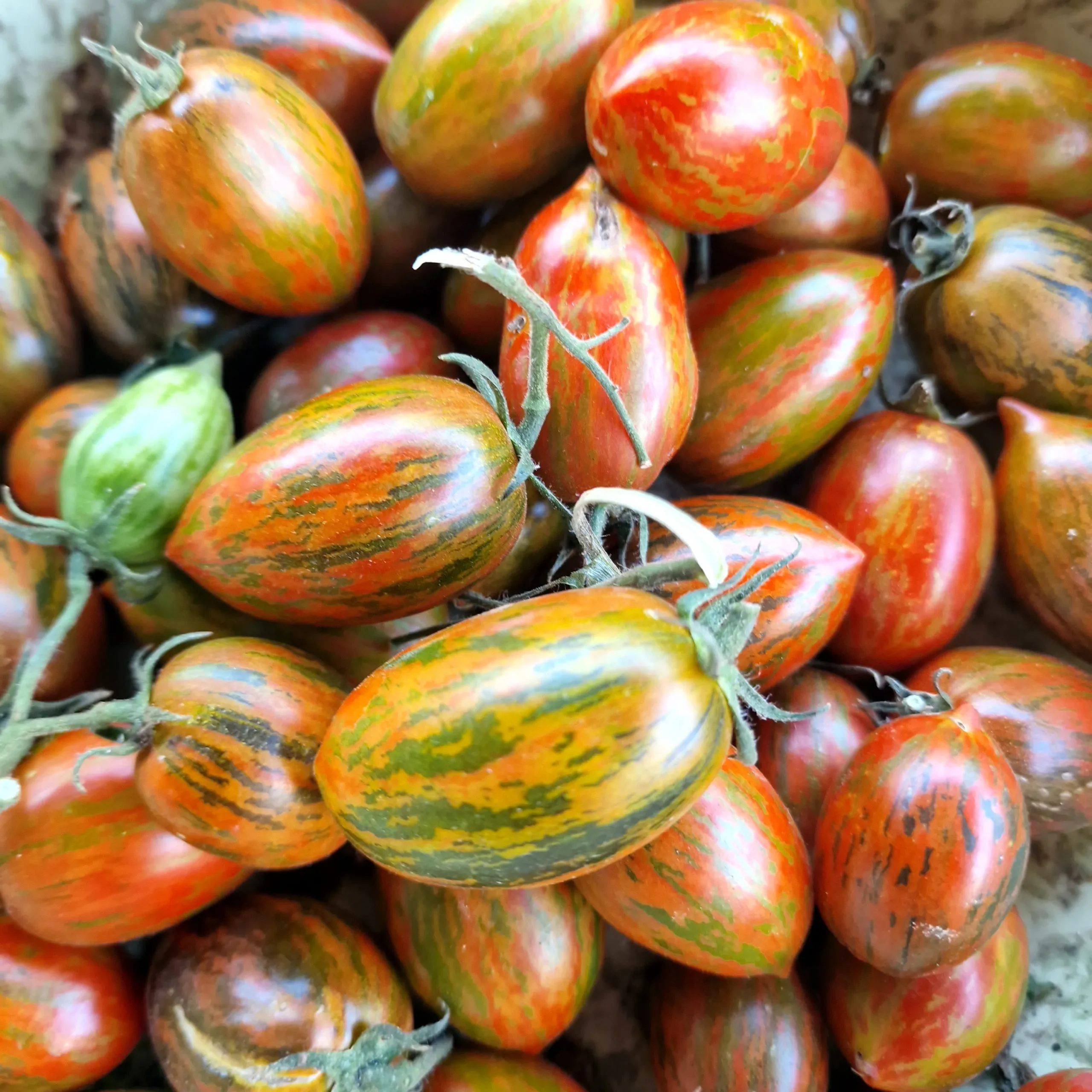 Tomato Quadruple Pack - Indigo Pear Drop, Money Maker, Red Cherry, and Brad's Atomic Grape - Image 5