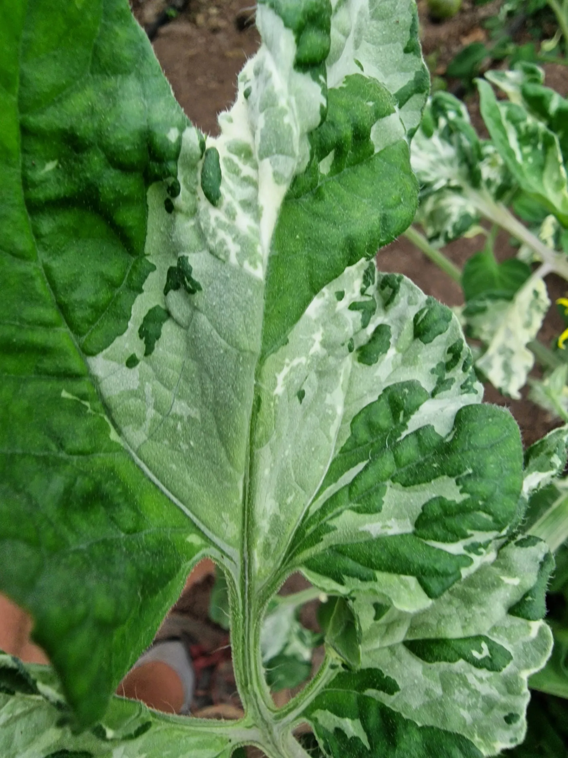 Painted Lady Variegated Tomato Seeds - Image 6