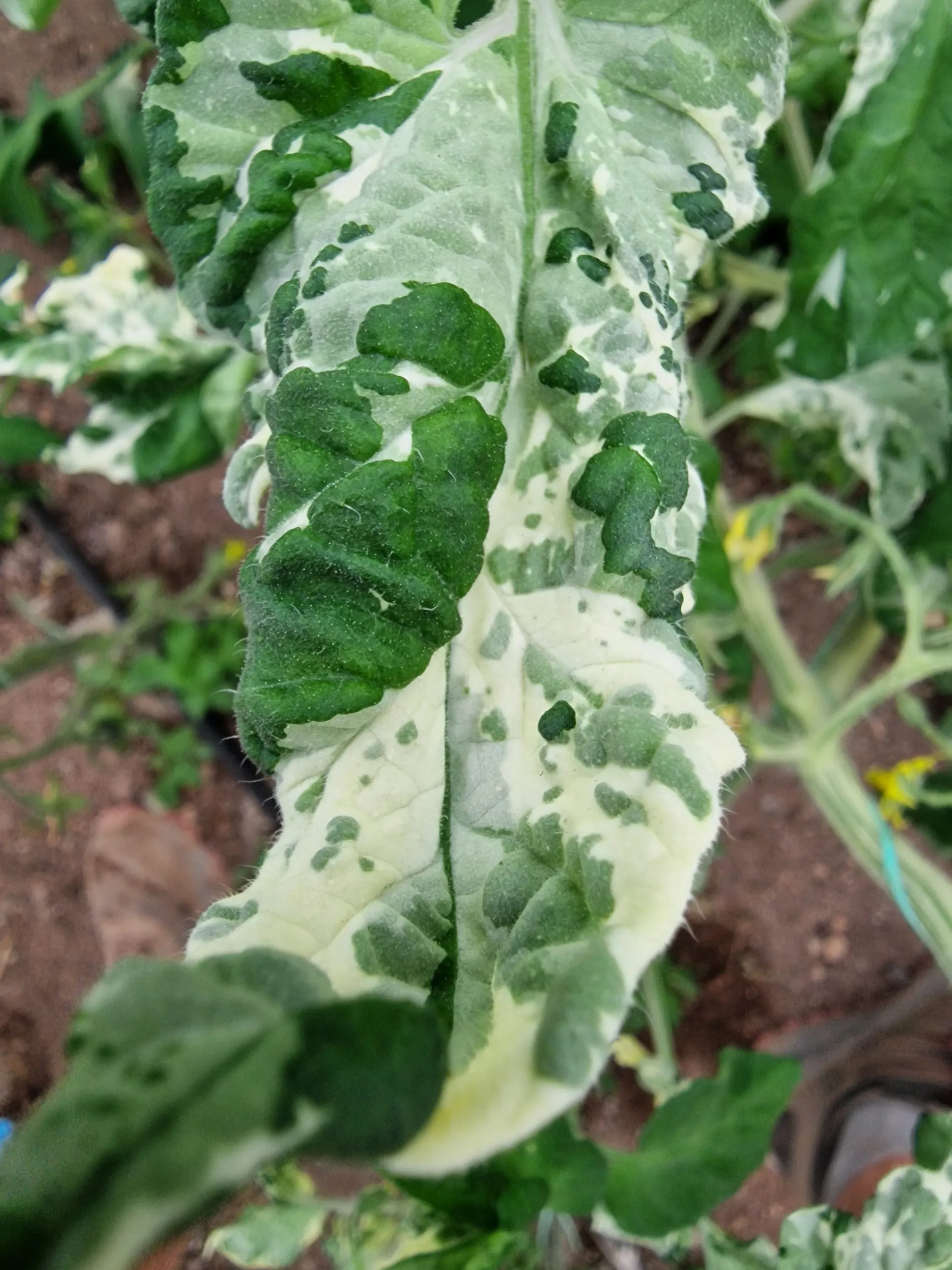 Painted Lady Variegated Tomato Seeds - Image 5