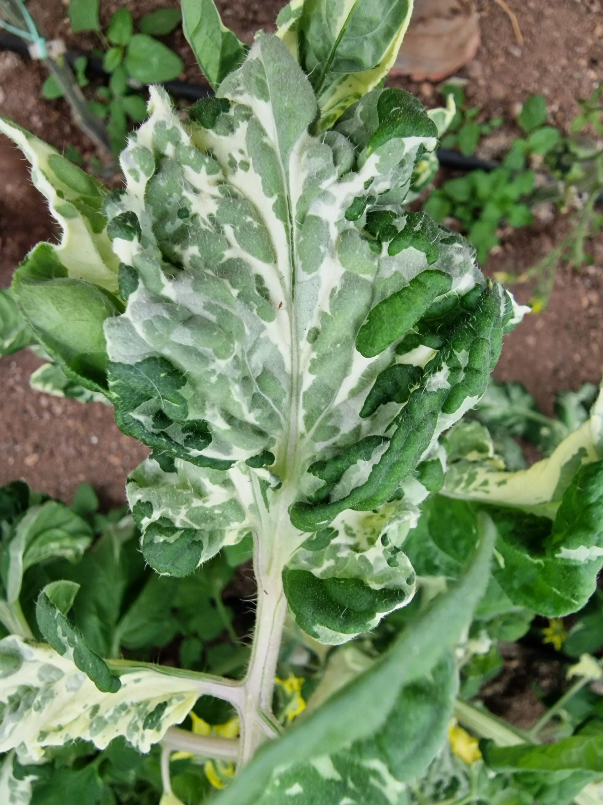 Painted Lady Variegated Tomato Seeds - Image 4
