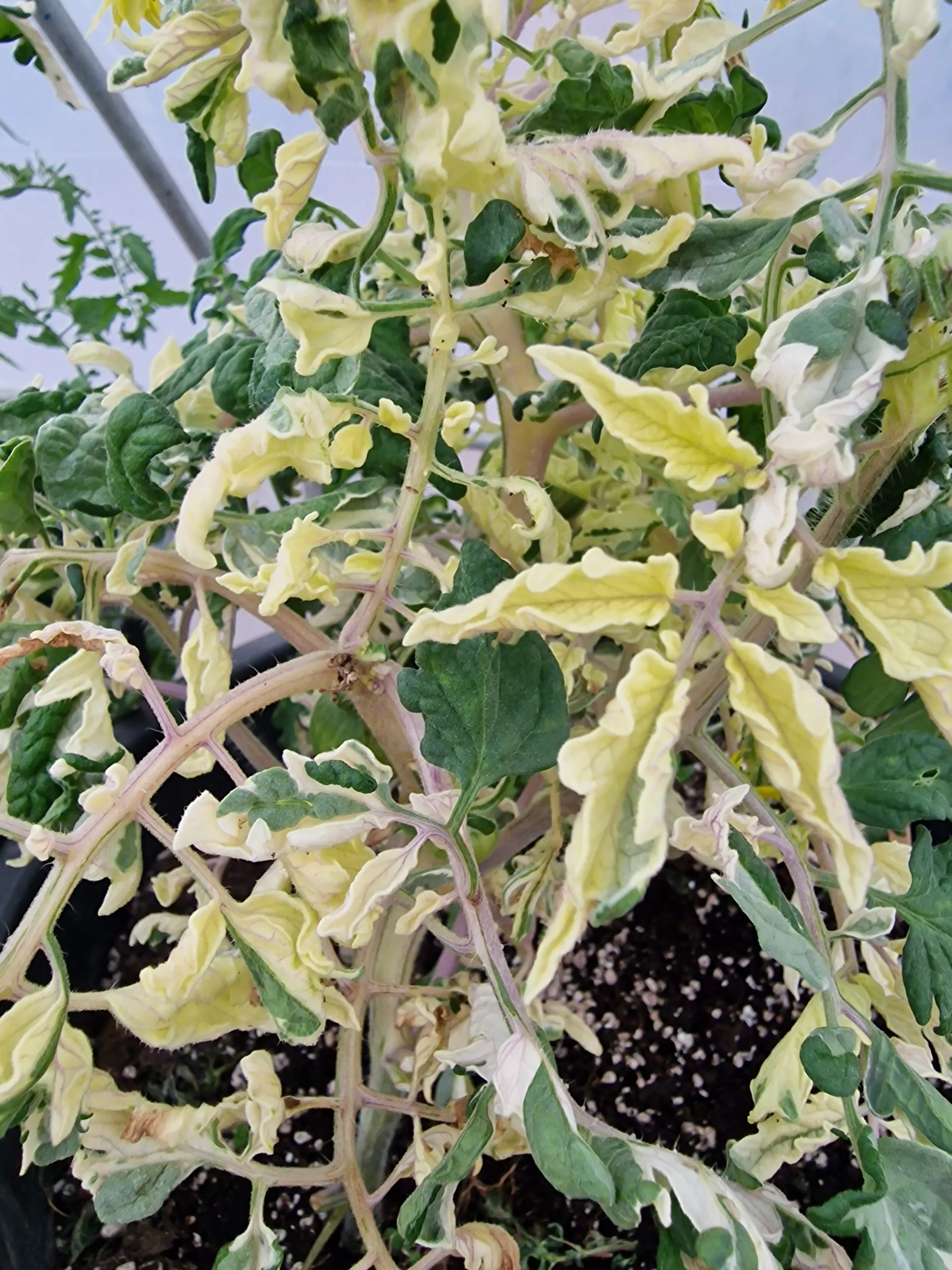 Moonlight Mile Variegated Tomato Seeds - Image 3