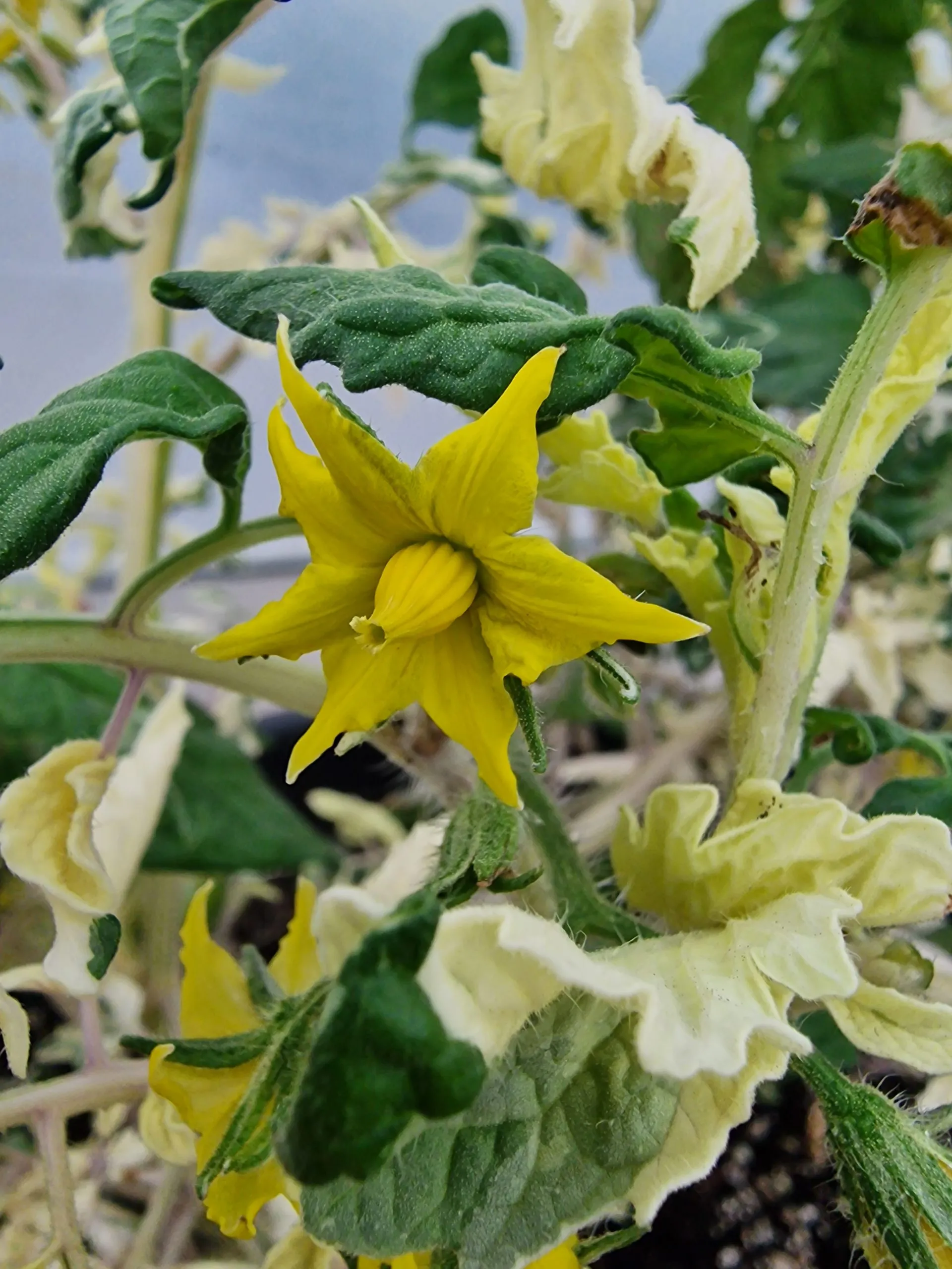 Moonlight Mile Variegated Tomato Seeds - Image 4