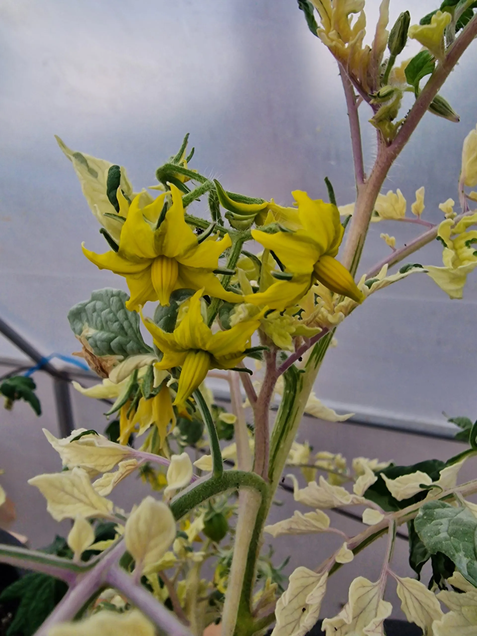 Moonlight Mile Variegated Tomato Seeds - Image 5