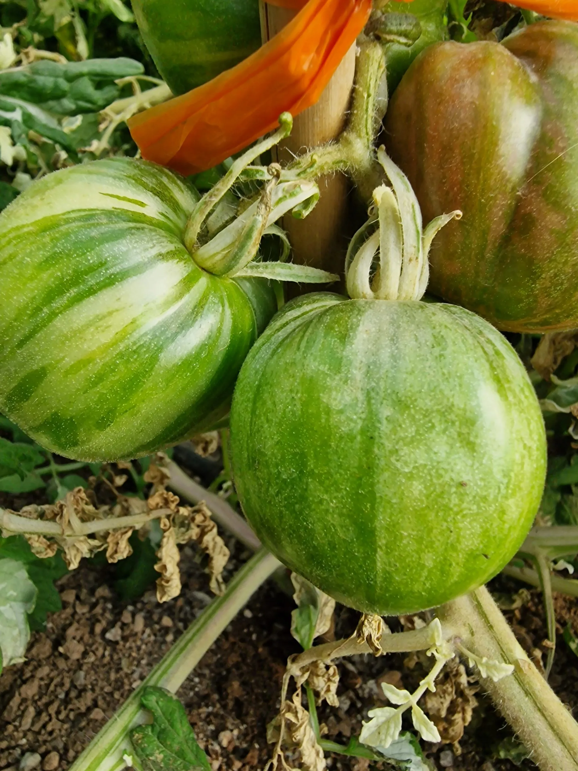 Moonlight Mile Variegated Tomato Seeds - Image 6