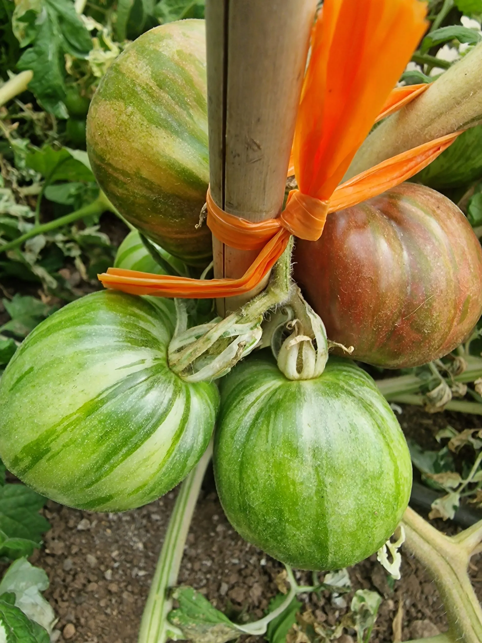 Moonlight Mile Variegated Tomato Seeds - Image 7