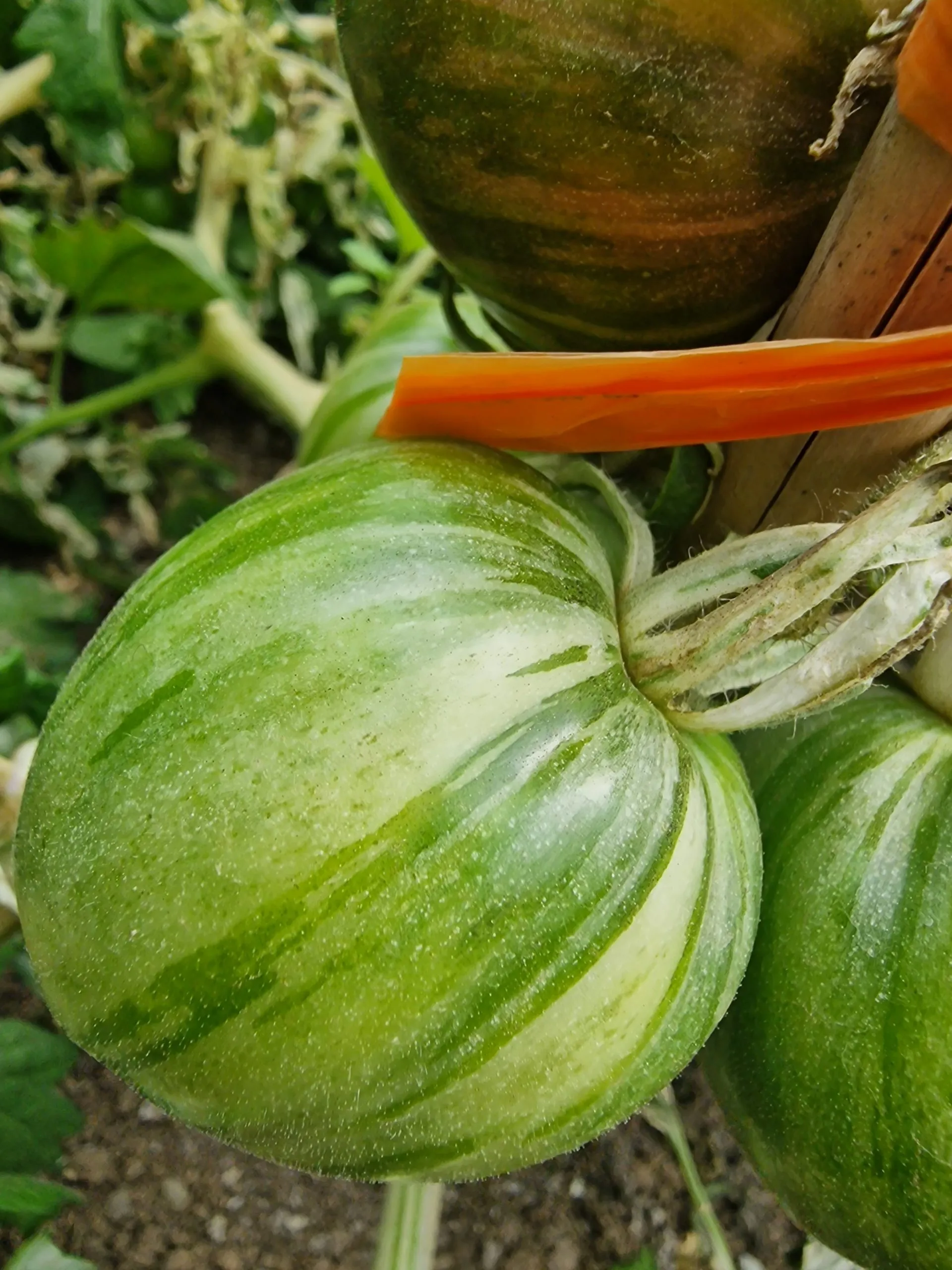Moonlight Mile Variegated Tomato Seeds - Image 8