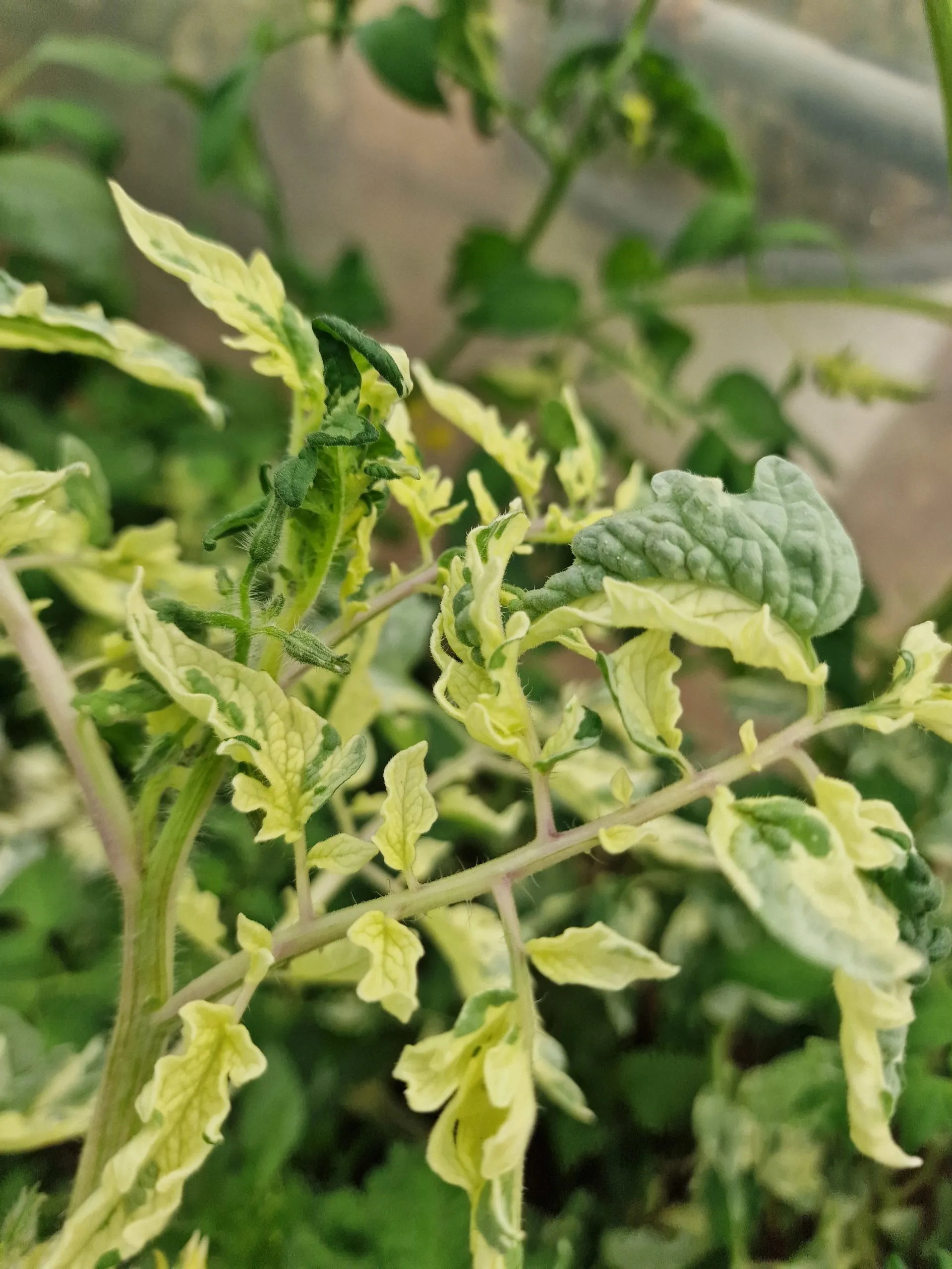 Moonlight Mile Variegated Tomato Seeds - Image 9