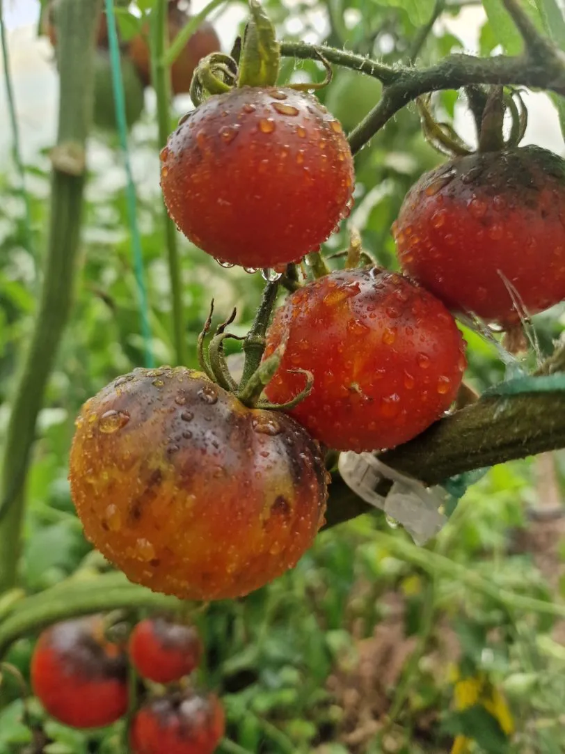 Indigo Apple Tomato Seeds - Image 4