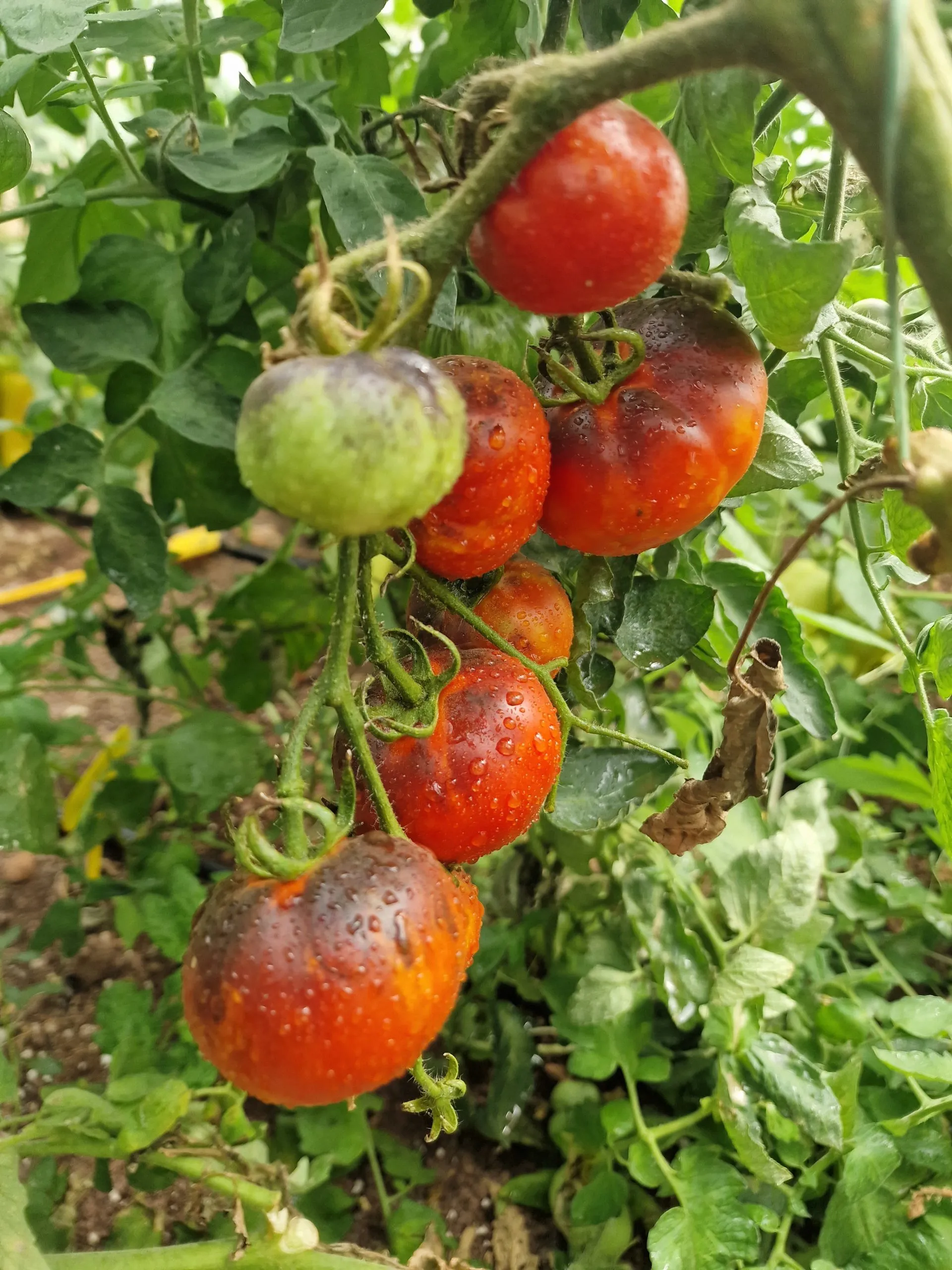 Indigo Apple Tomato Seeds - Image 3