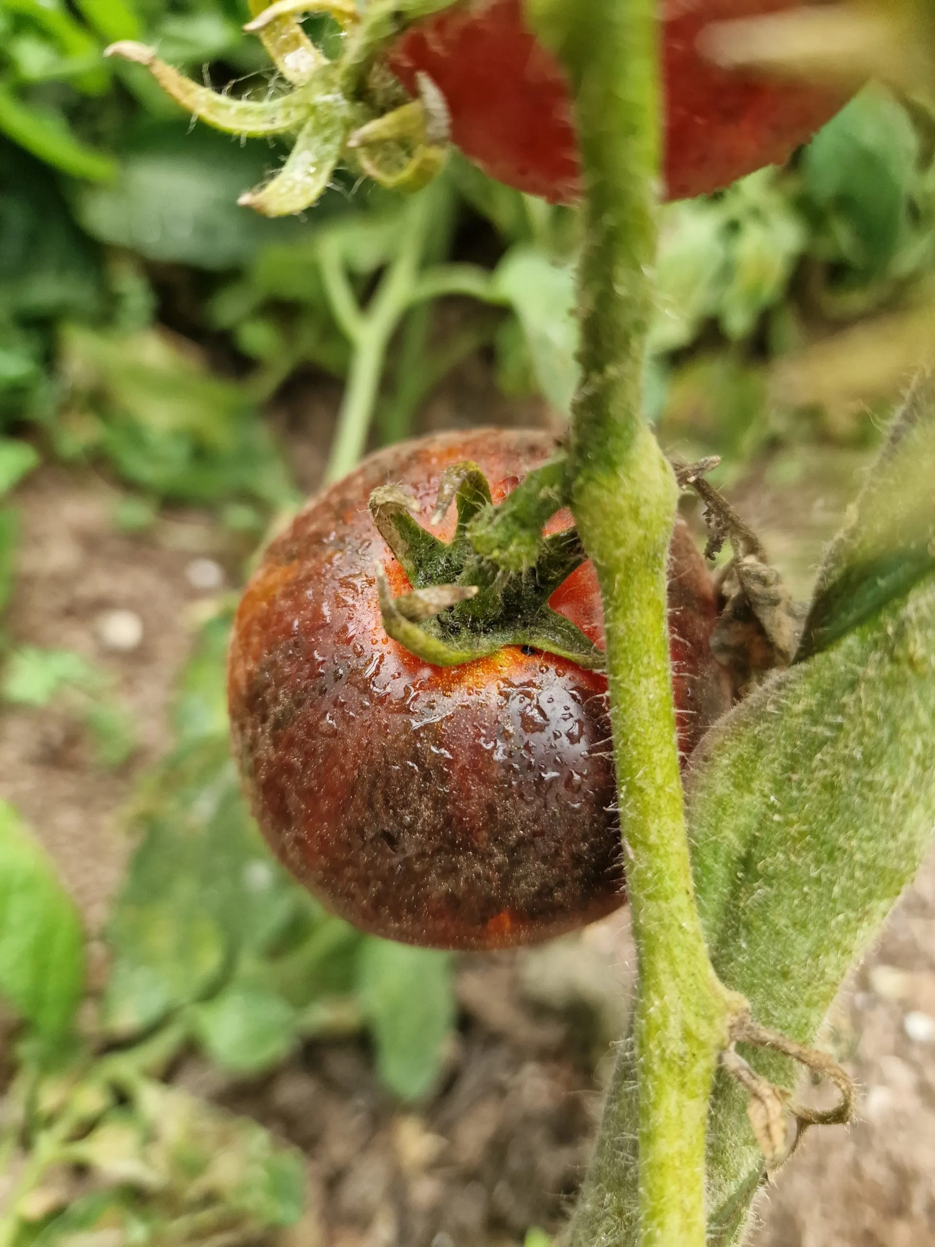 Indigo Apple Tomato Seeds - Image 2