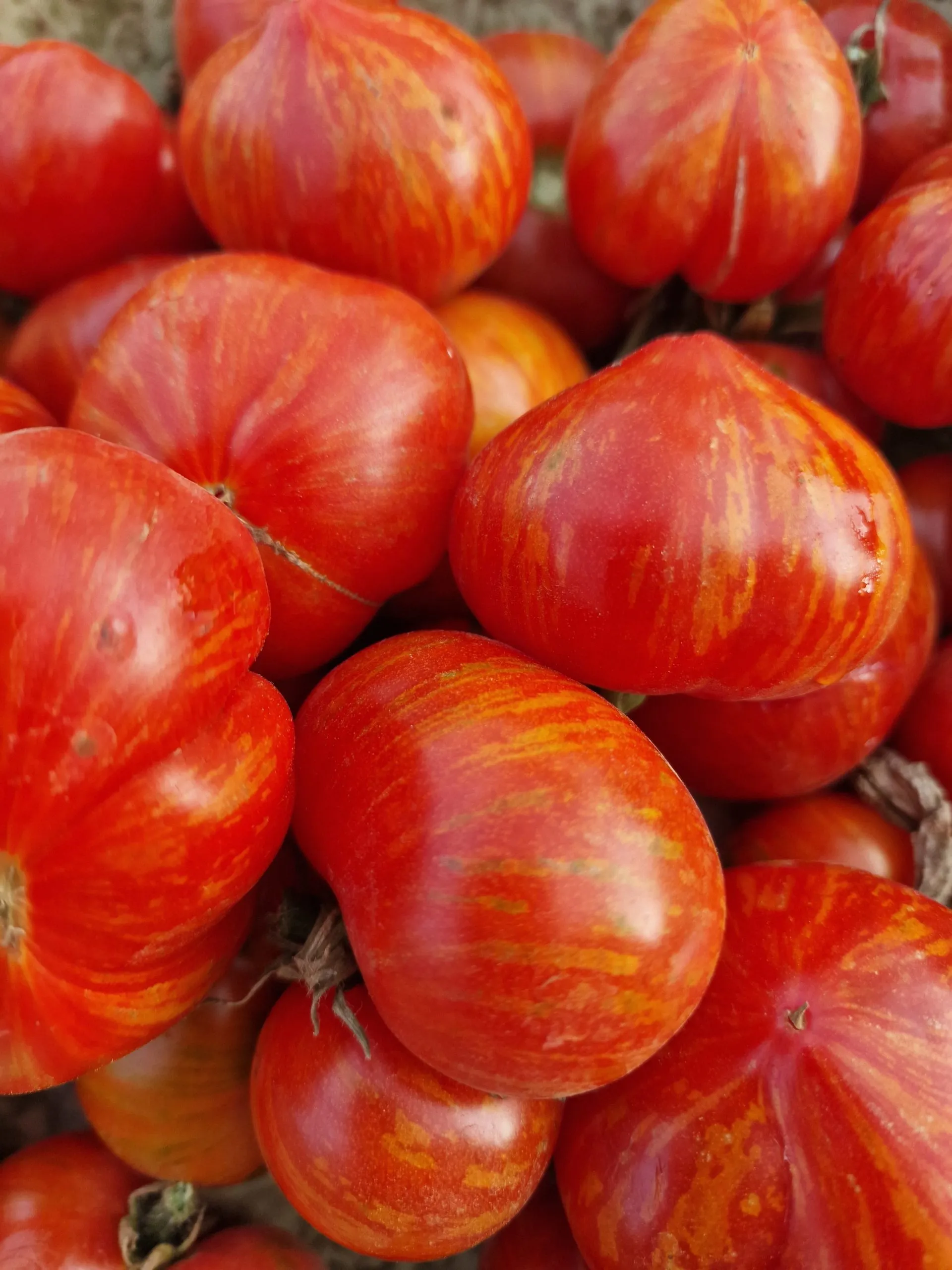 Painted Lady Variegated Tomato Seeds - Image 3
