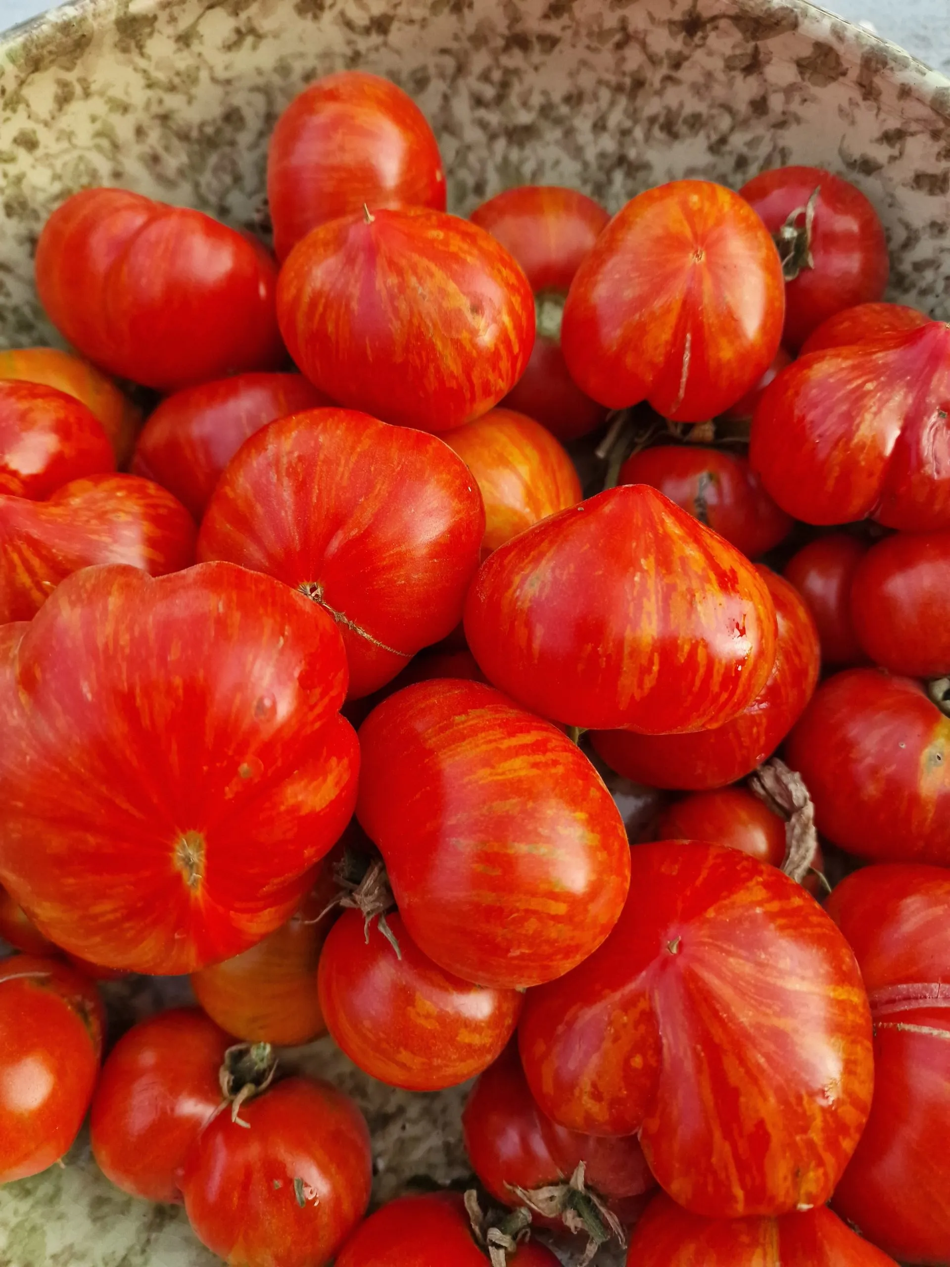 Painted Lady Variegated Tomato Seeds - Image 2