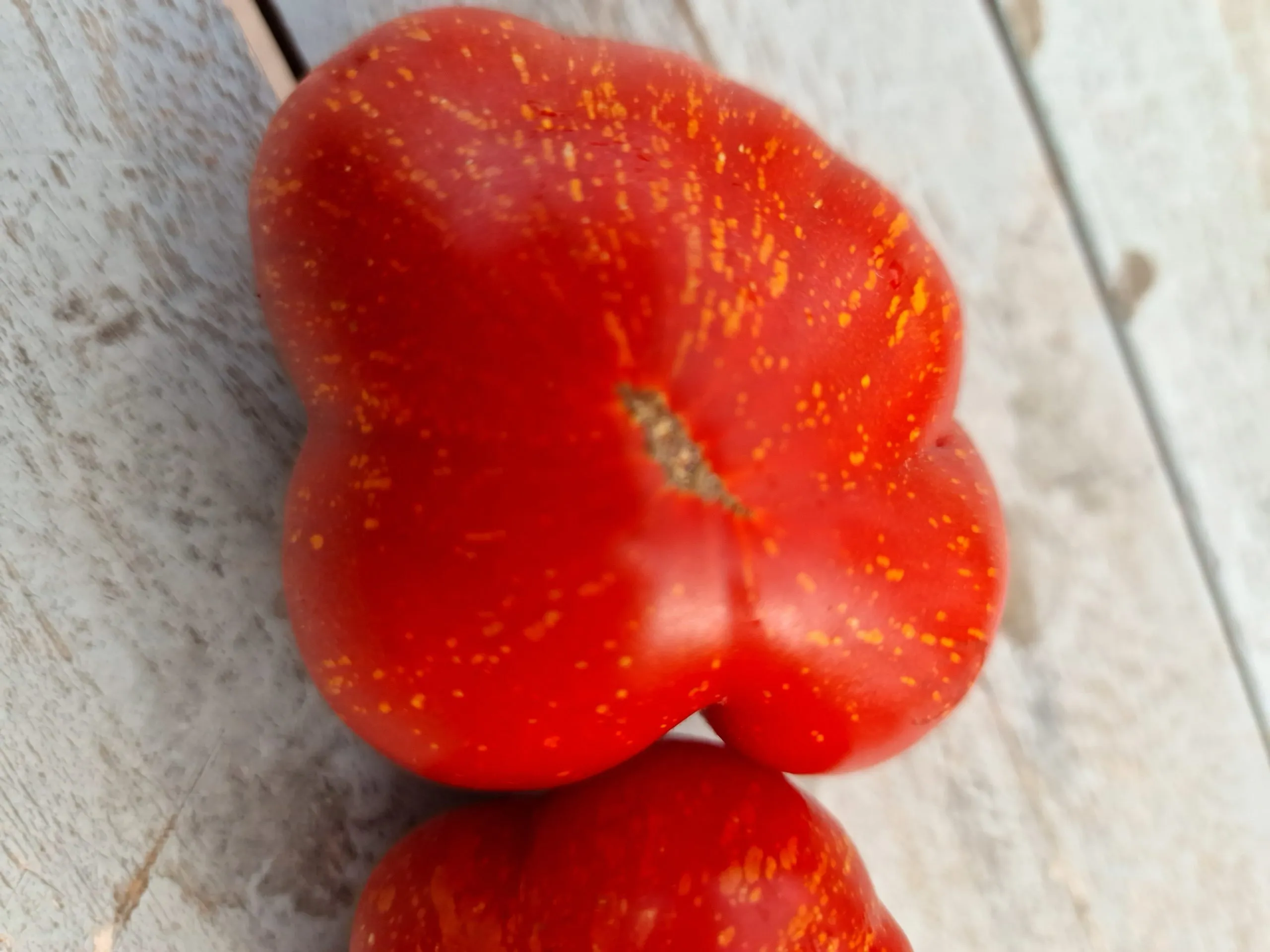 Scabitha Tomato Seeds - Image 4