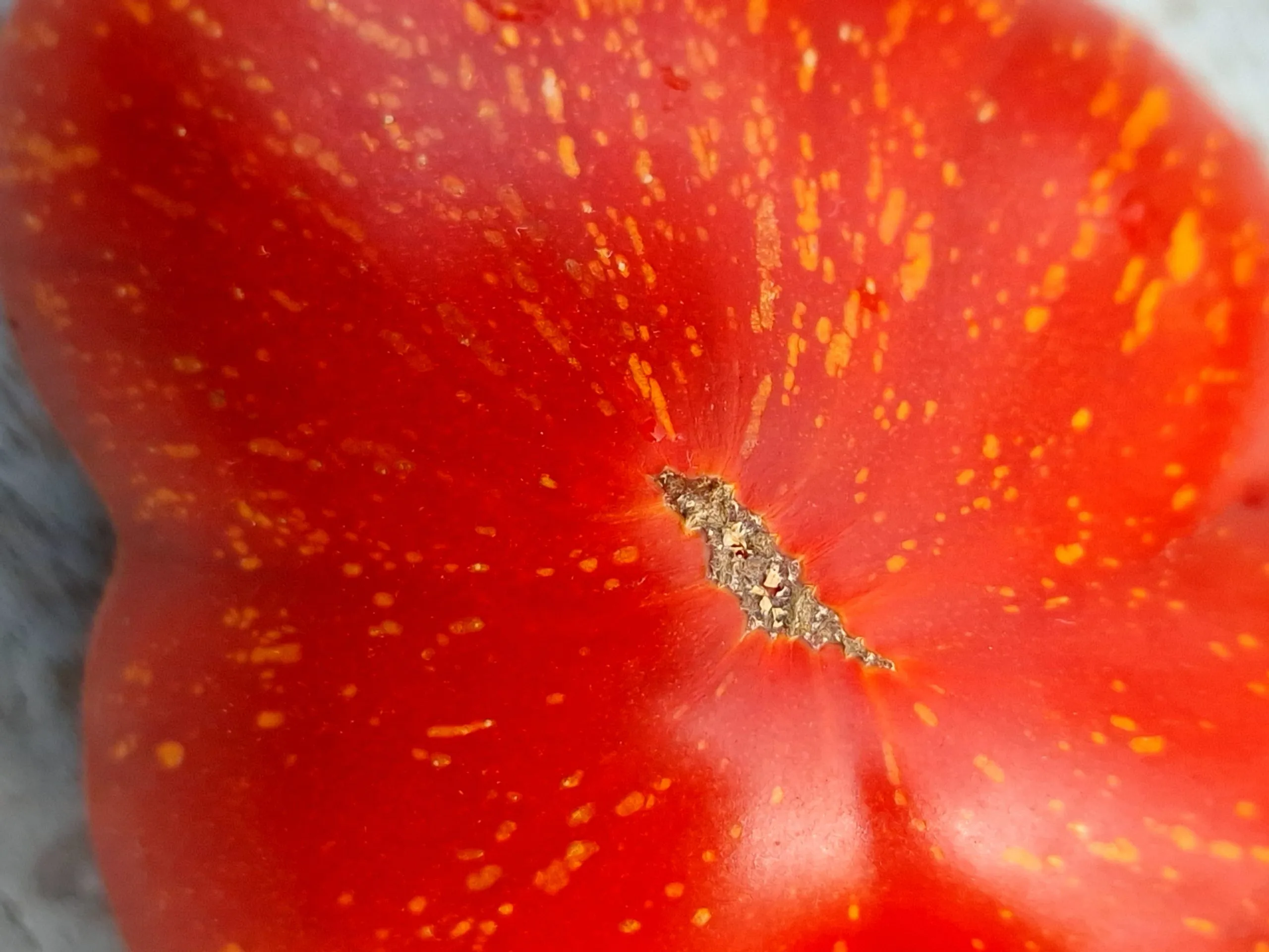 Scabitha Tomato Seeds - Image 3