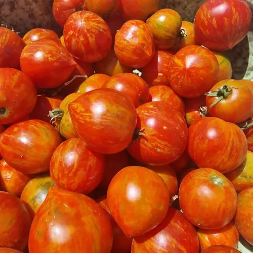 Kozula Tomato Seeds