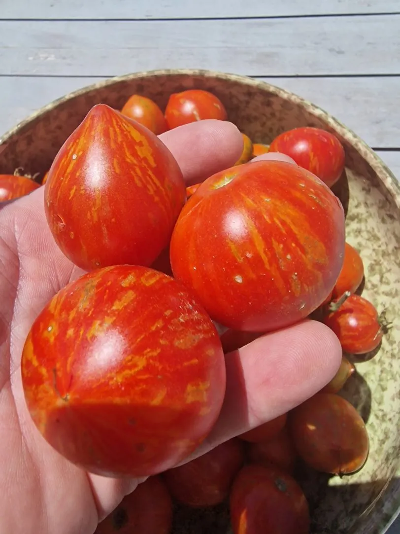 Kozula Tomato Seeds - Image 2