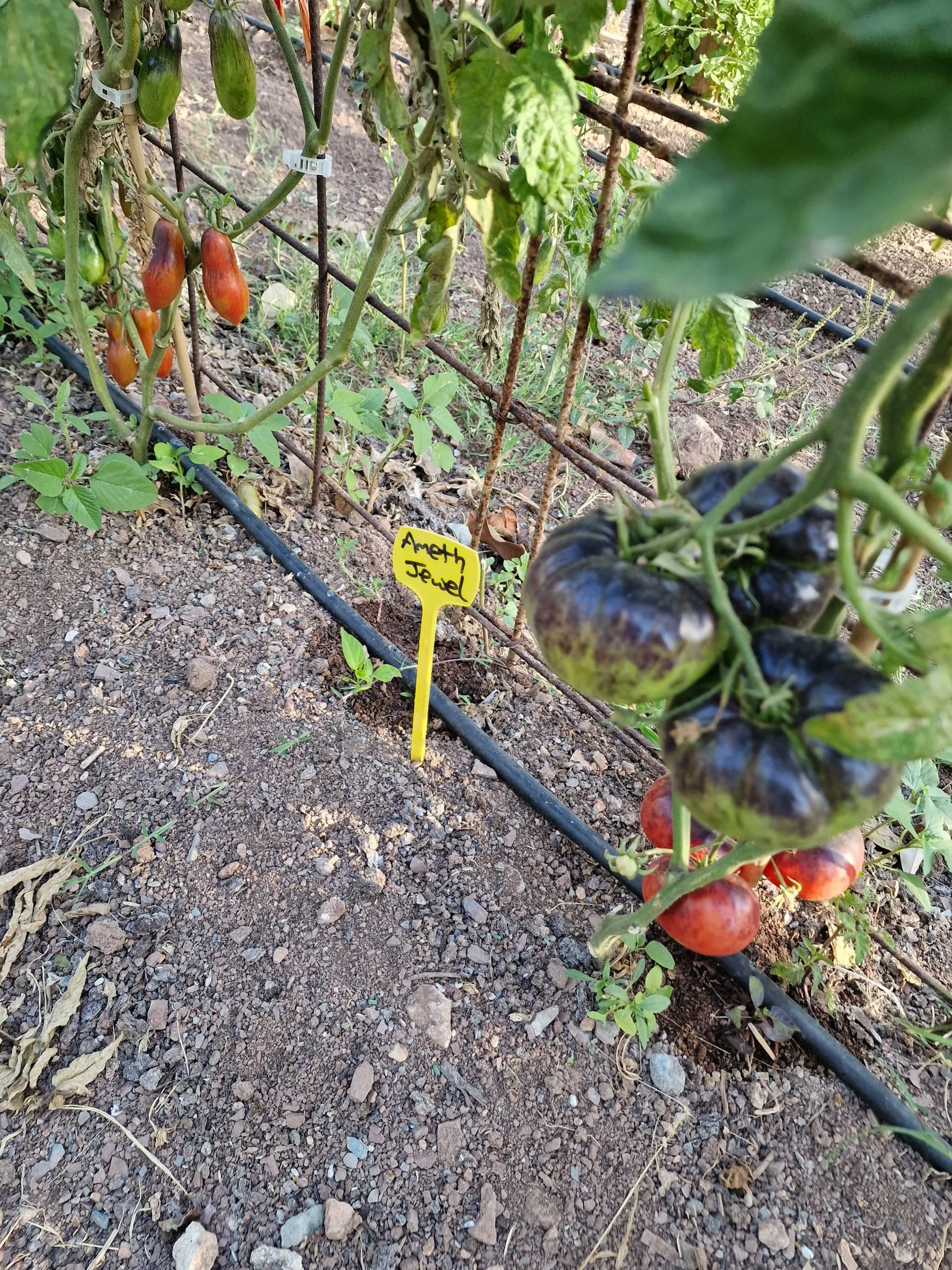 Amethyst Jewel Tomato Seeds - Image 2