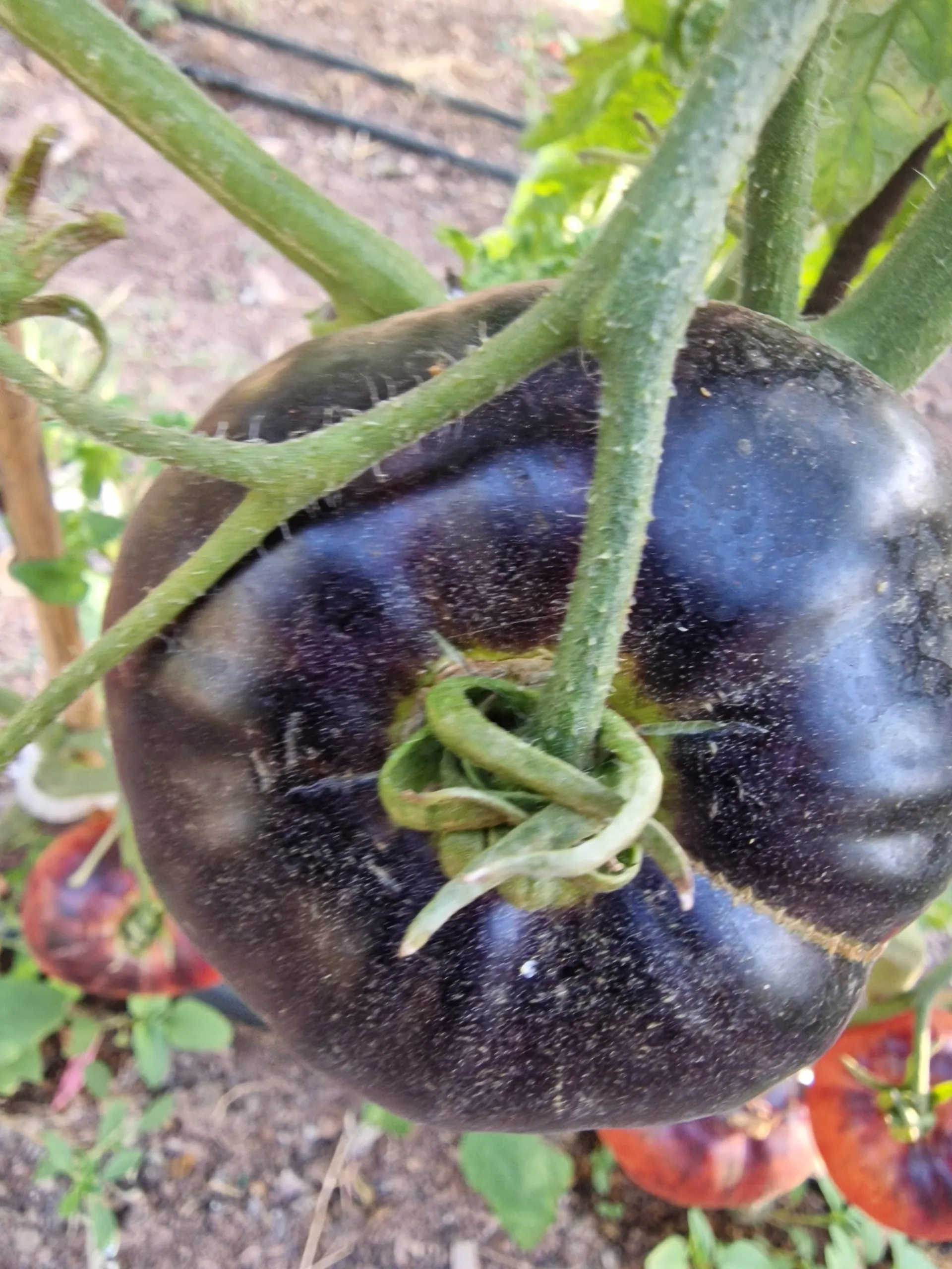 Amethyst Jewel Tomato Seeds - Image 3