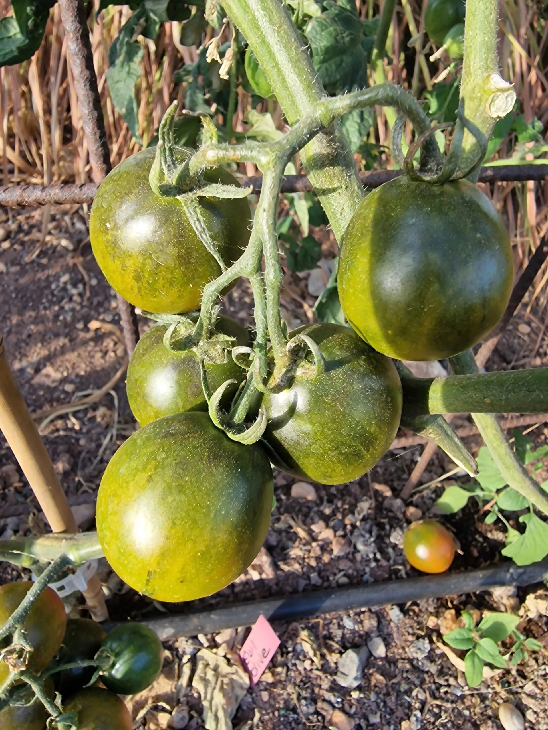 Evil Olive Tomato Seeds - Image 6