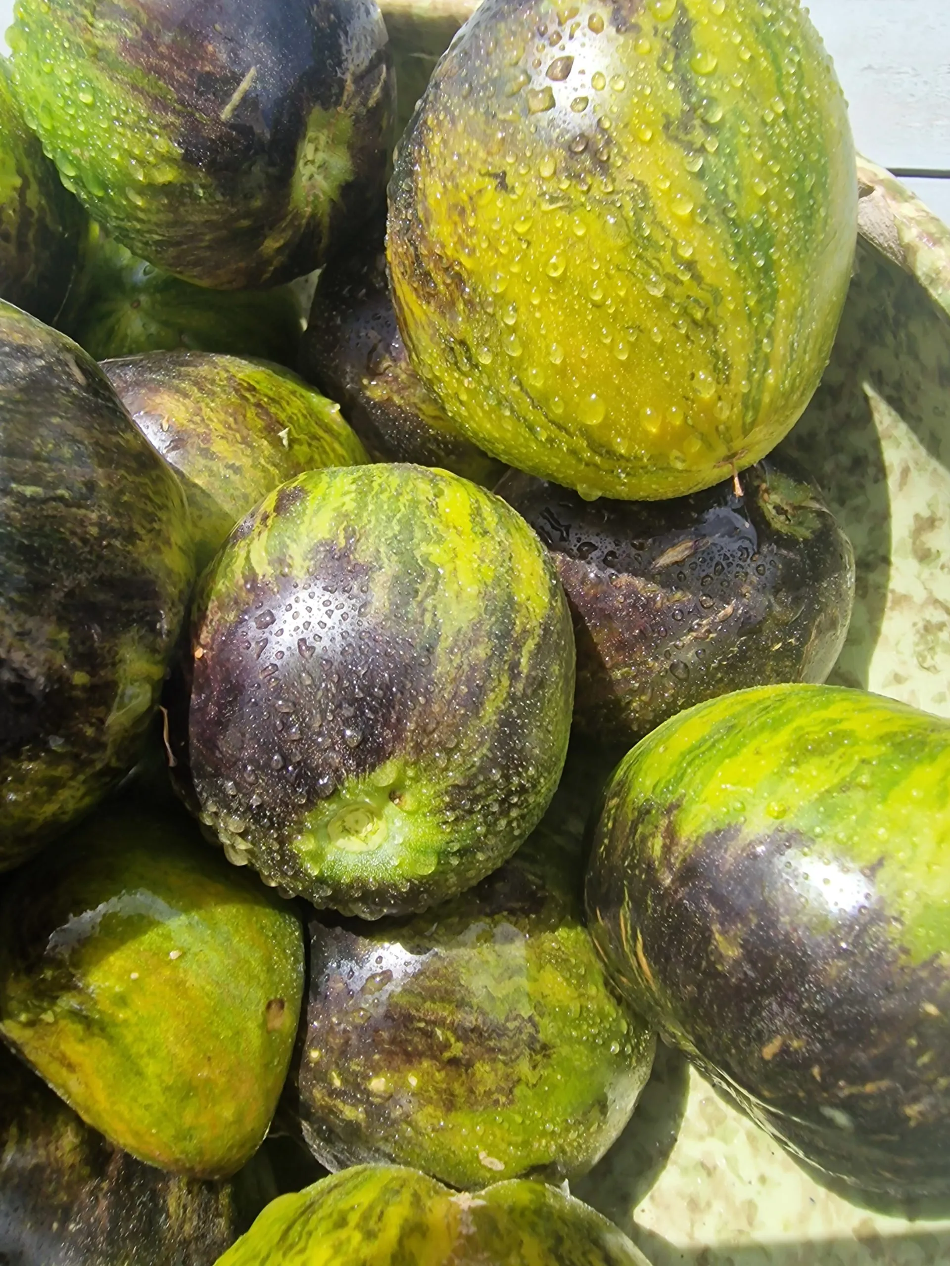 Rebel Starfighter VT 16 Tomato Seeds - Image 2