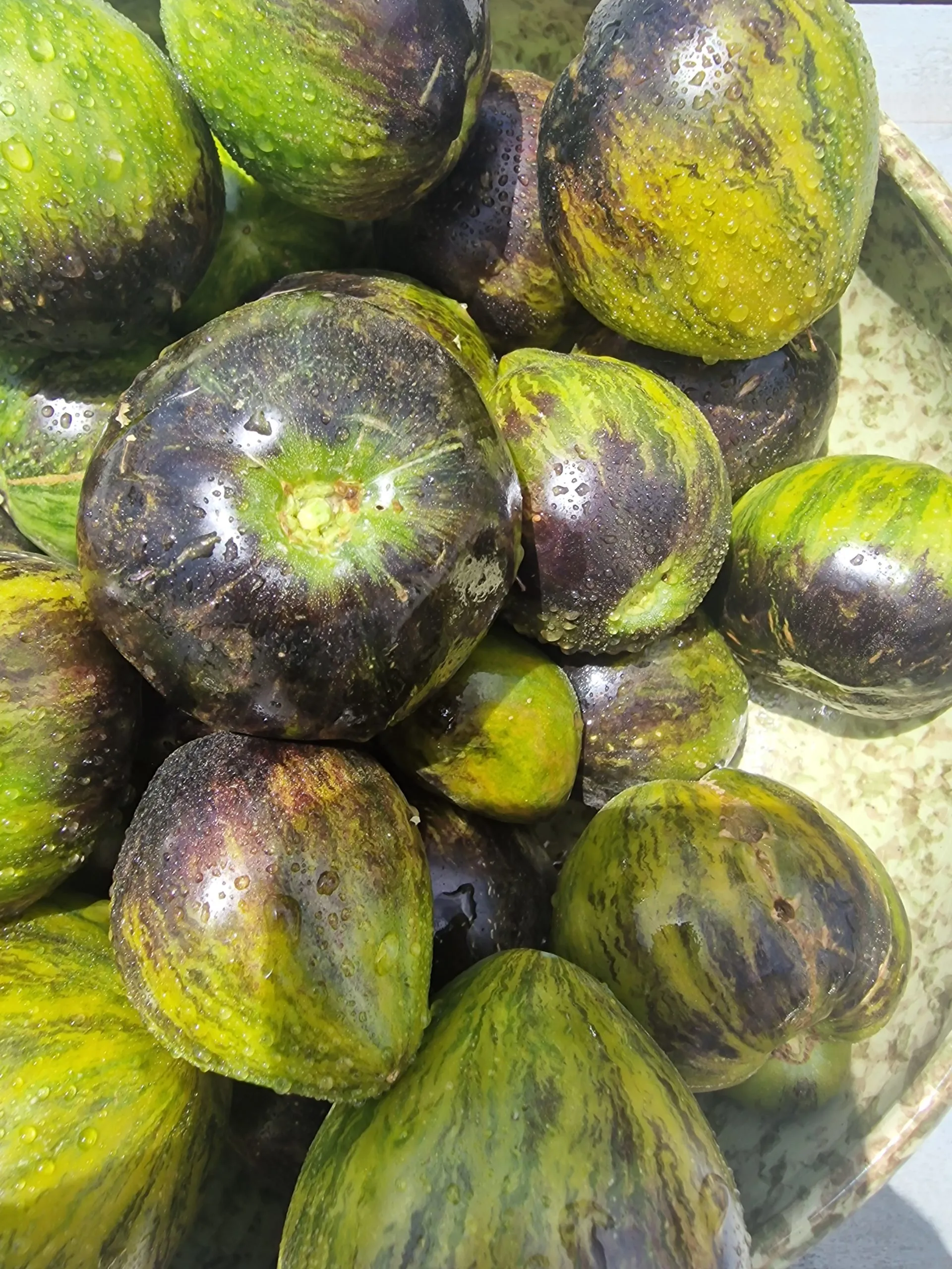 Rebel Starfighter VT 16 Tomato Seeds - Image 4