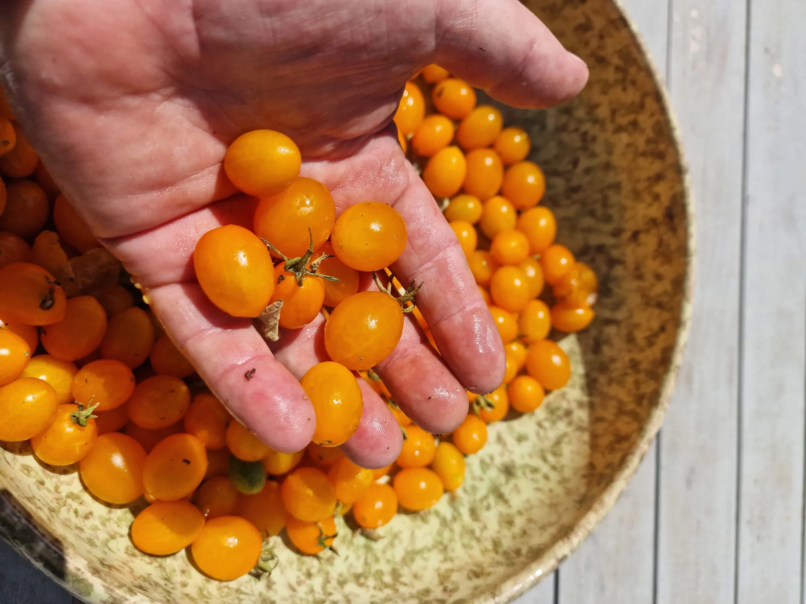 Evil Olive Tomato Seeds - Image 4