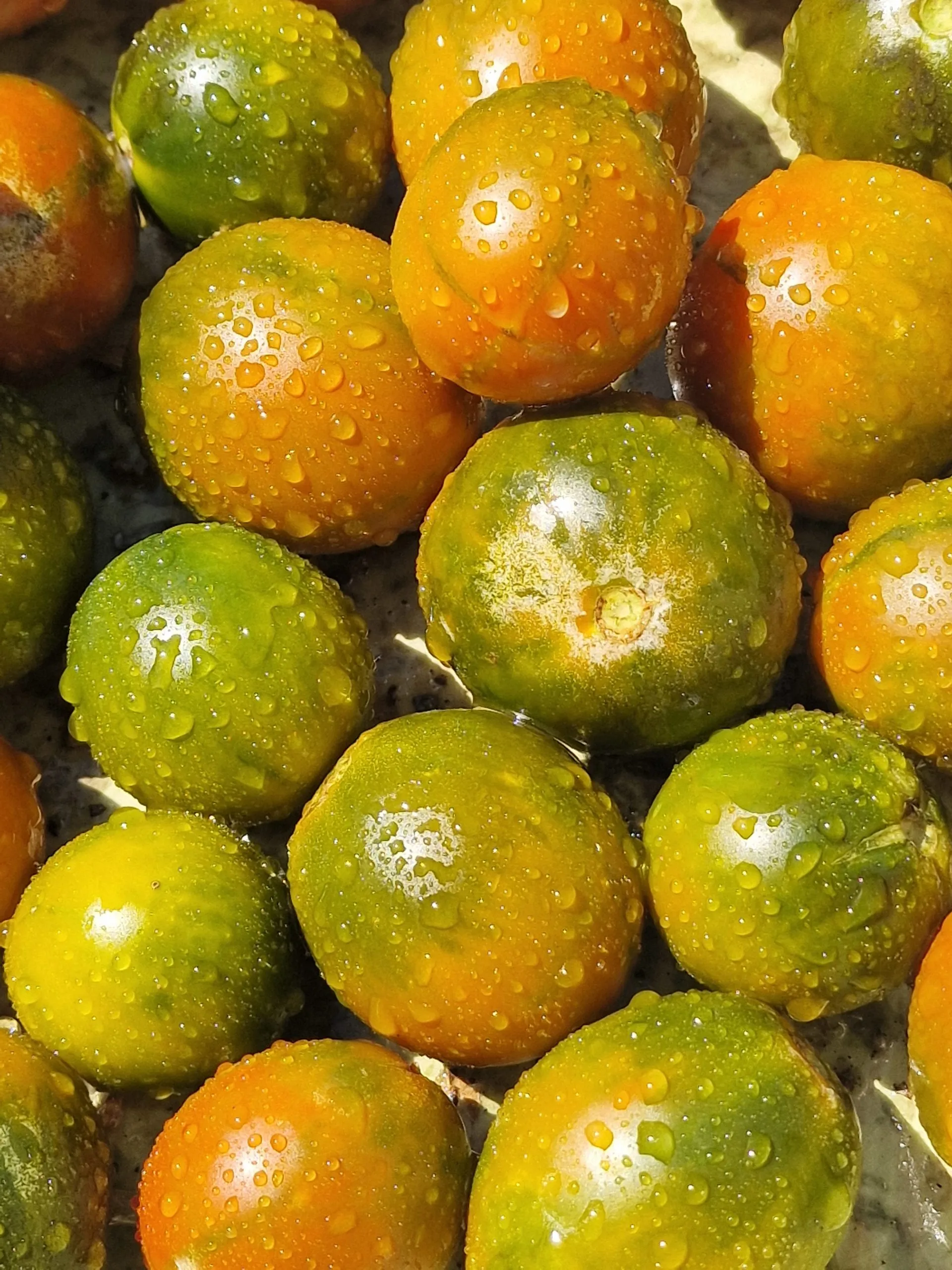 Evil Olive Tomato Seeds - Image 3