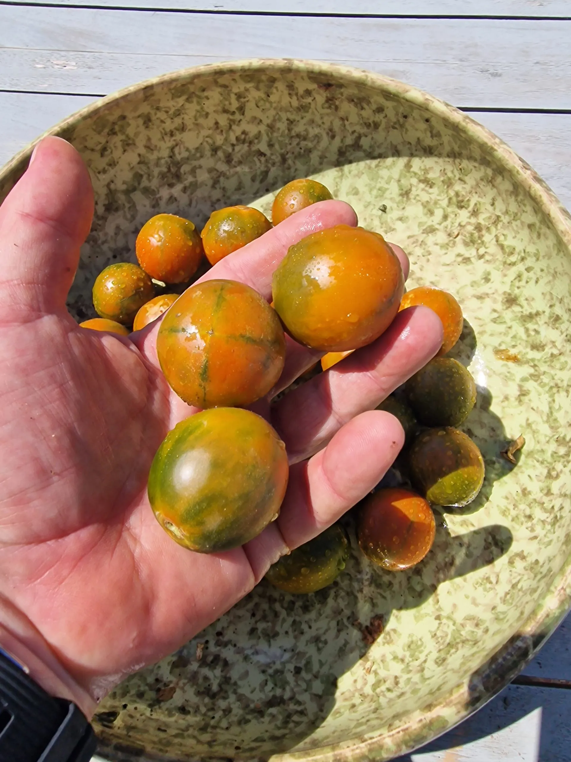 Evil Olive Tomato Seeds - Image 2