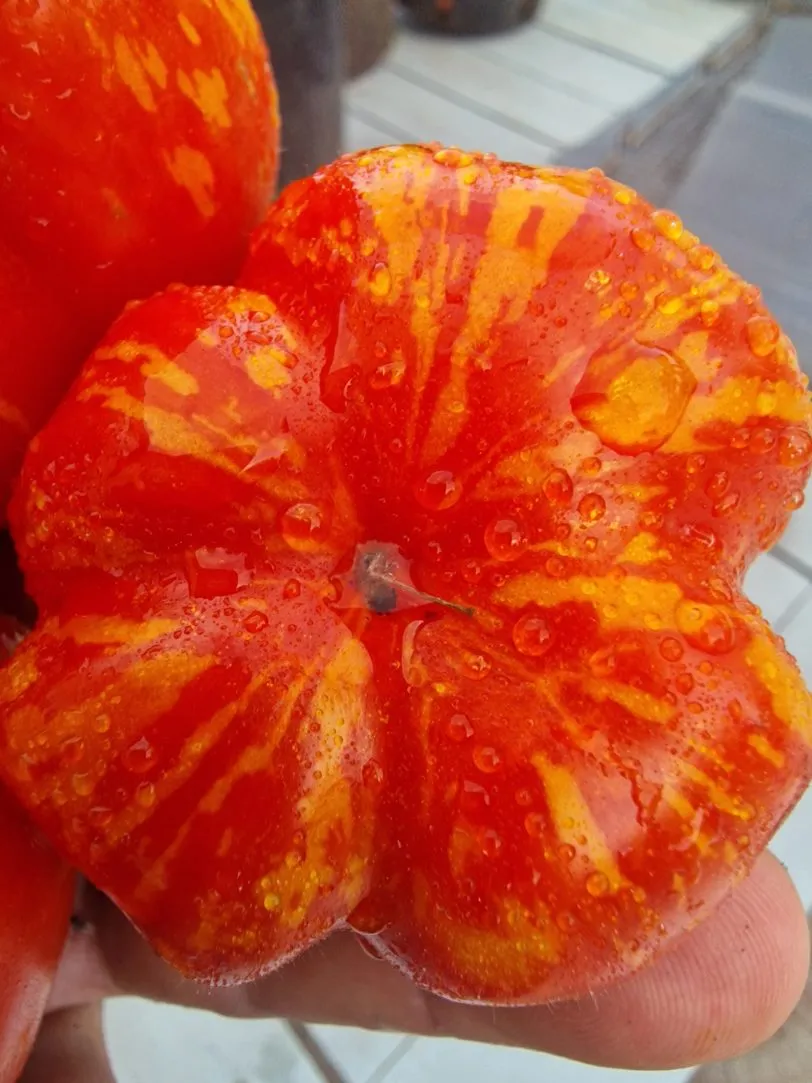 Gogoshari Striped Tomato Seeds - Image 2