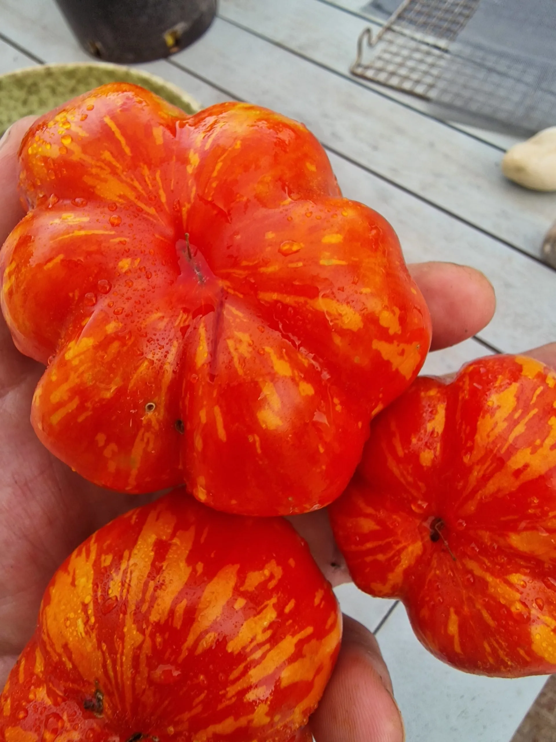 Gogoshari Striped Tomato Seeds - Image 3